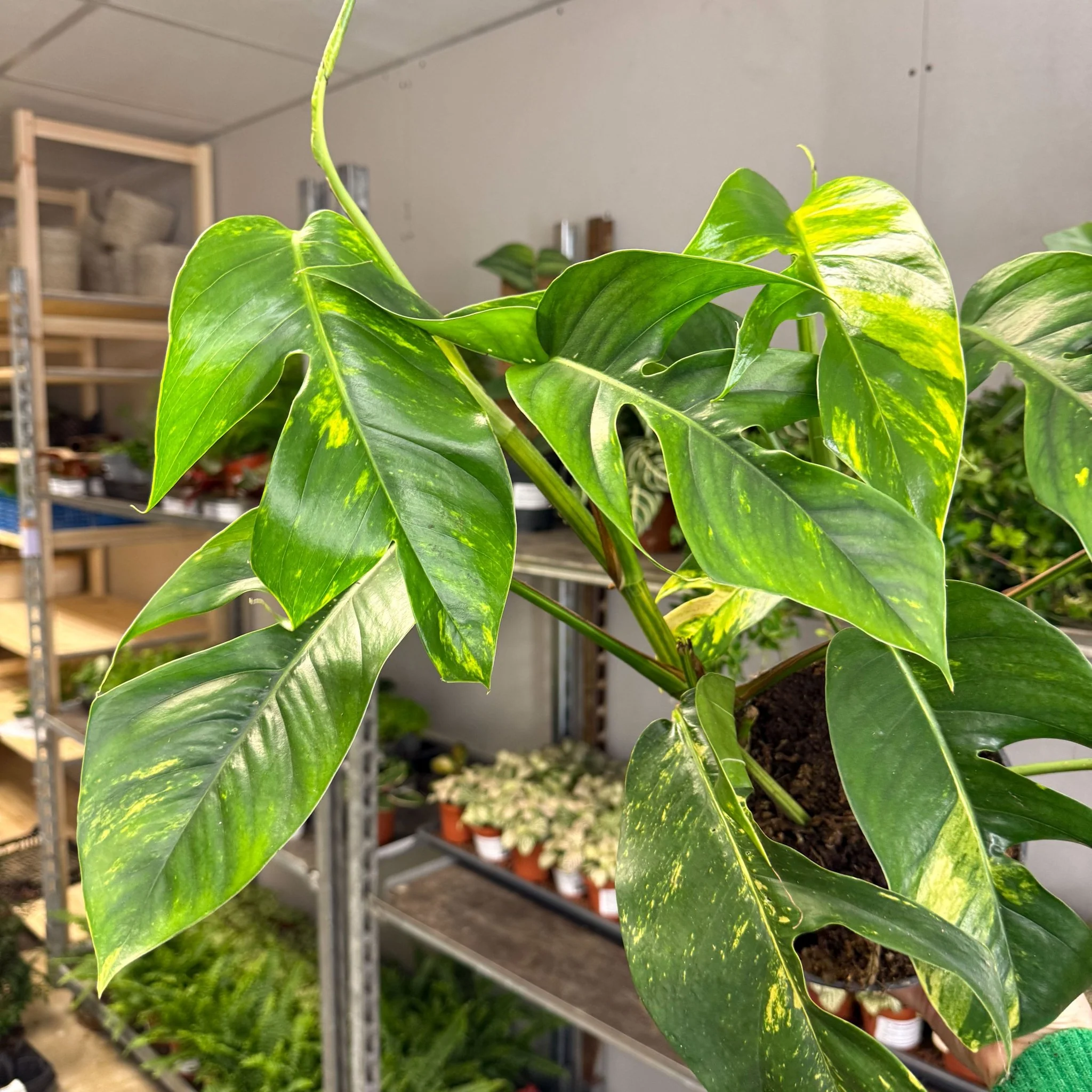 Epipremnum pinnatum 'Cintho Goldfinger' - Image 3