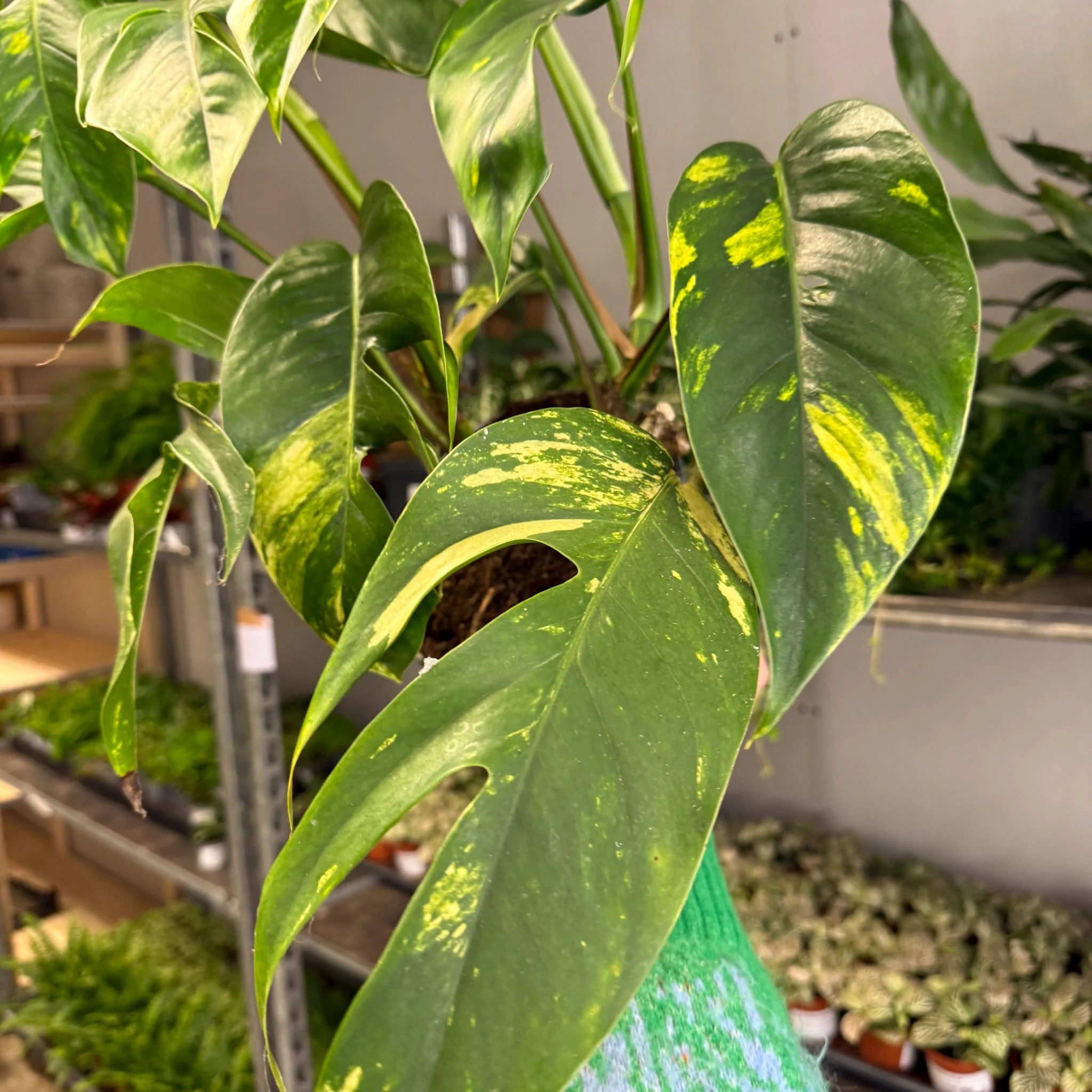 Epipremnum pinnatum 'Cintho Goldfinger' - Image 4