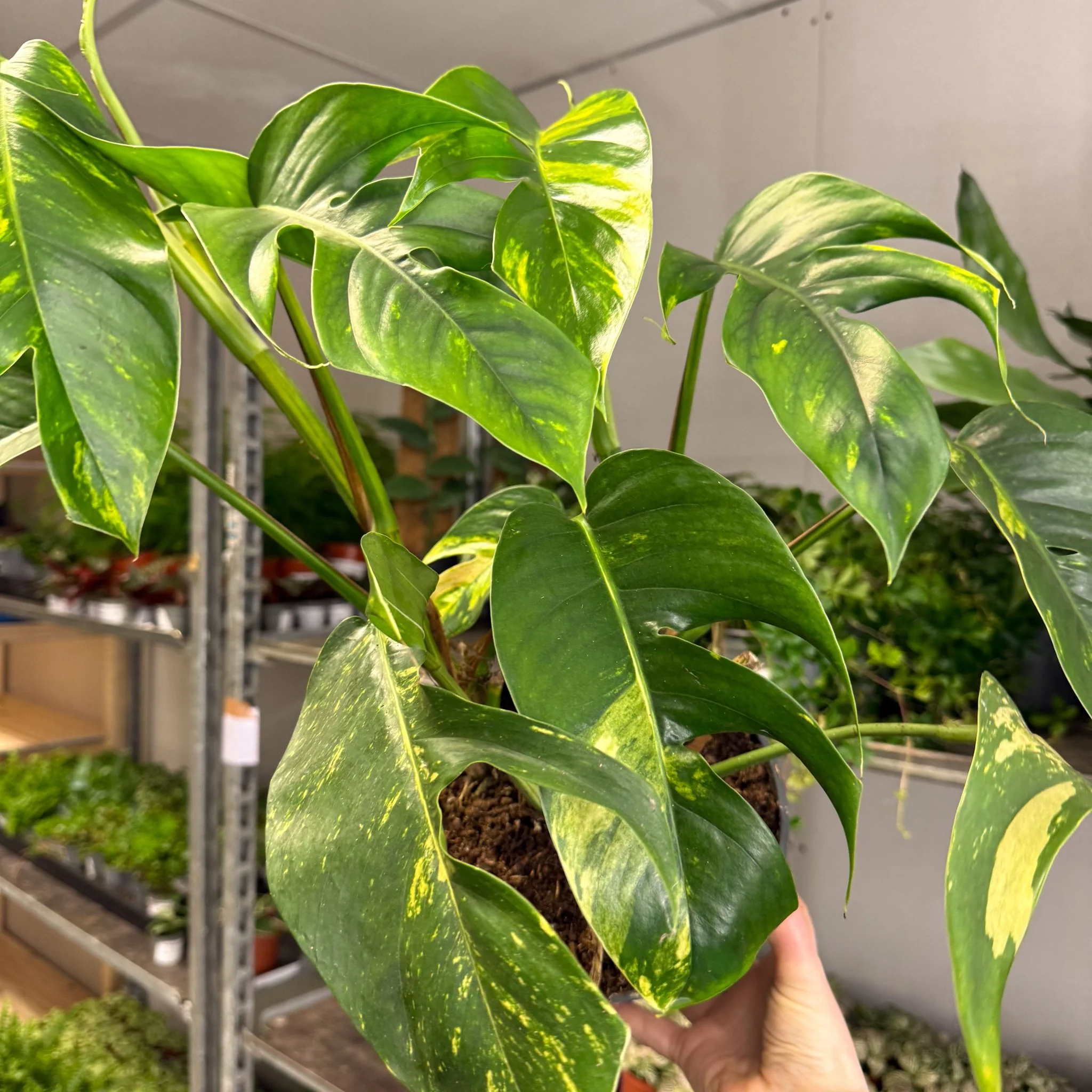 Epipremnum pinnatum 'Cintho Goldfinger' - Image 6
