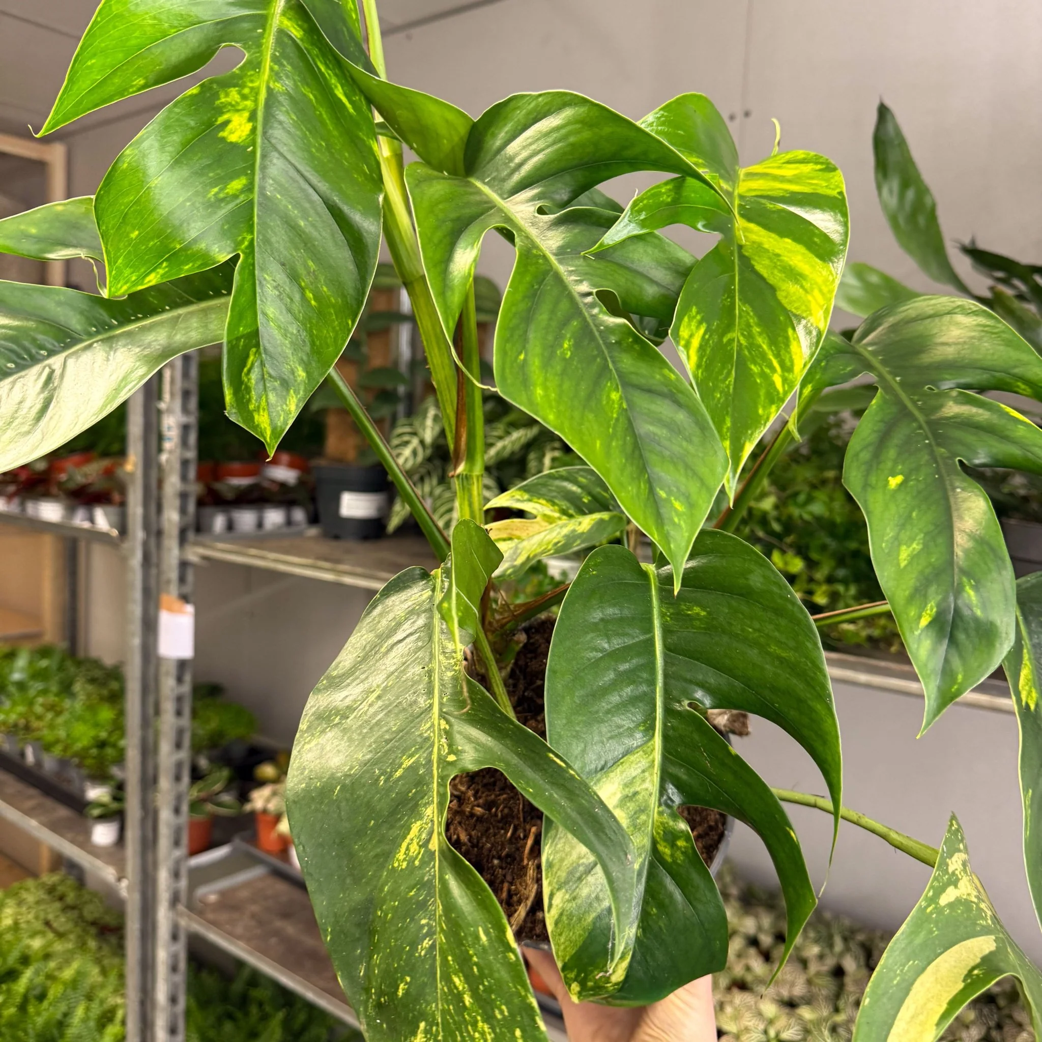 Epipremnum pinnatum 'Cintho Goldfinger' - Image 7