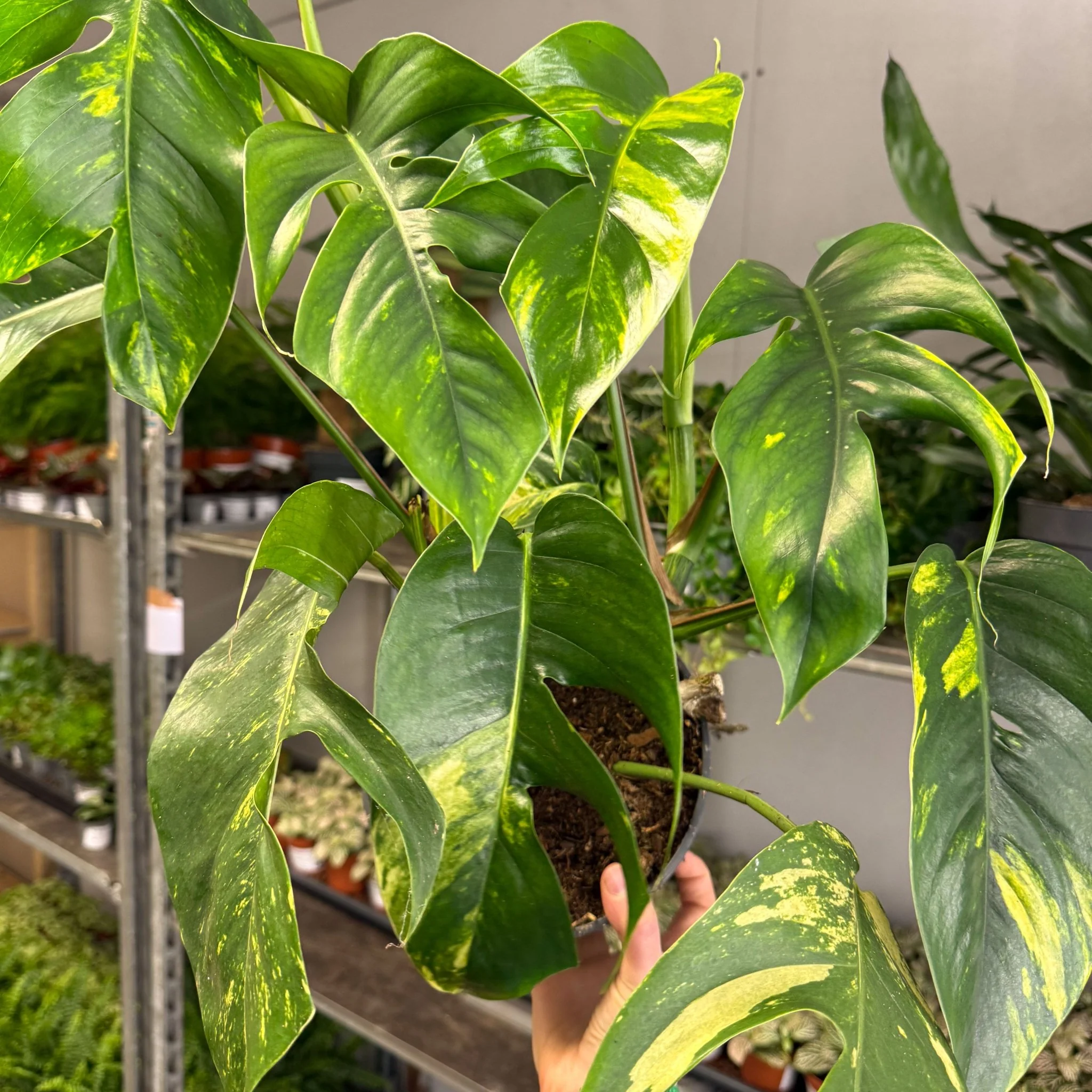 Epipremnum pinnatum 'Cintho Goldfinger' - Image 8