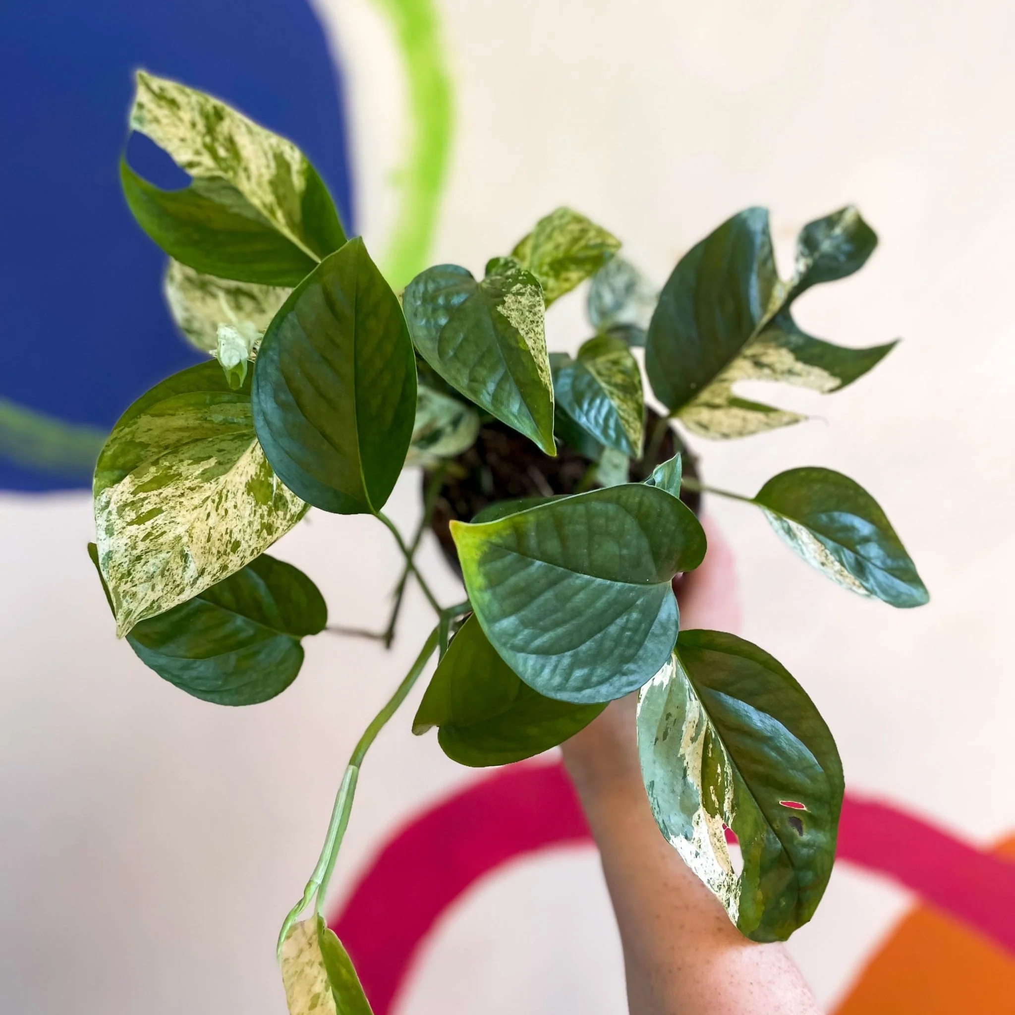 Epipremnum pinnatum 'Marble Variegata'