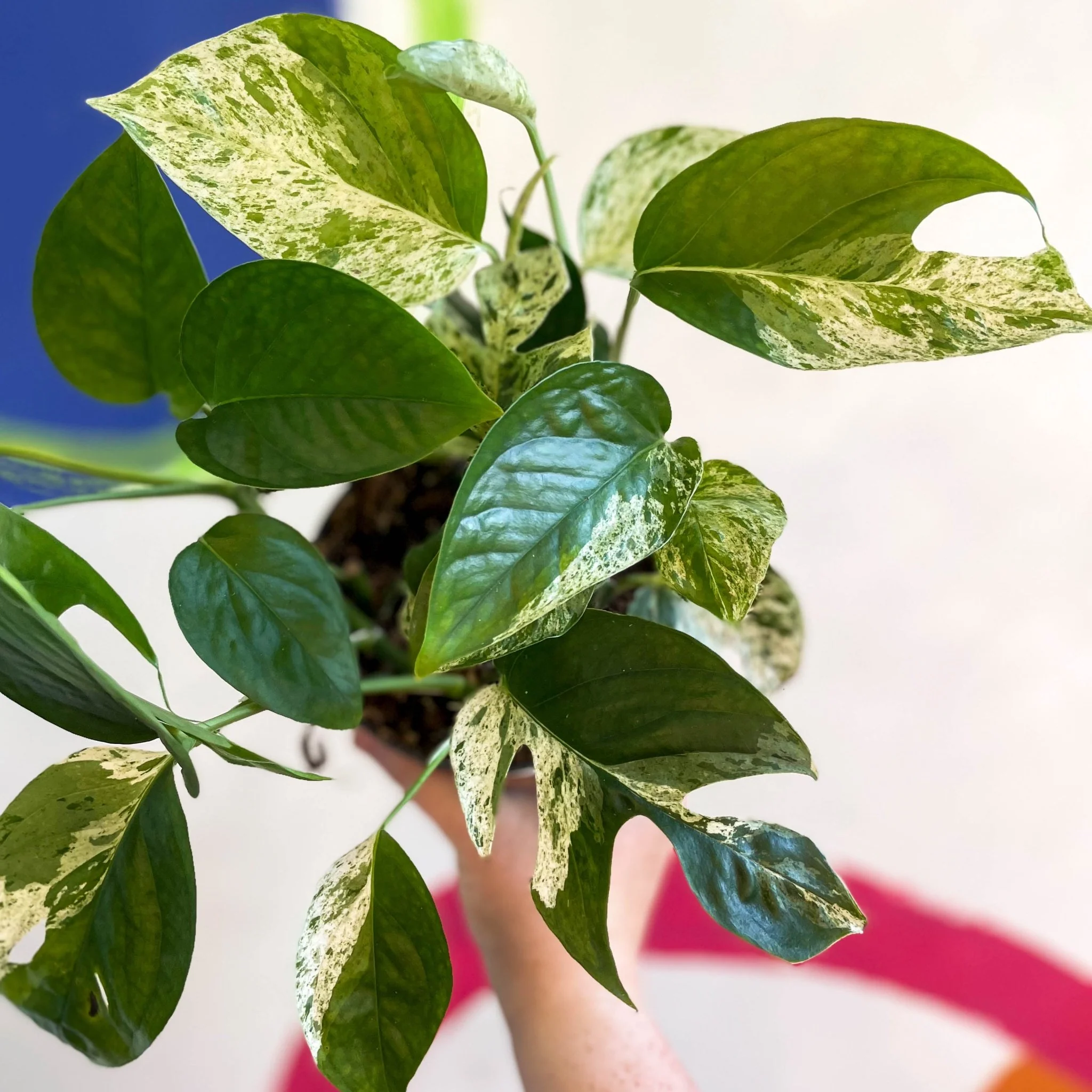 Epipremnum pinnatum 'Marble Variegata' - Image 10