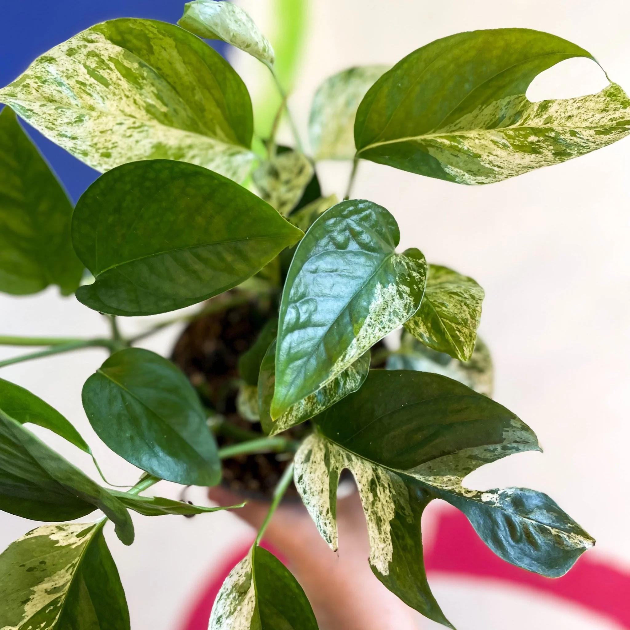 Epipremnum pinnatum 'Marble Variegata' - Image 11