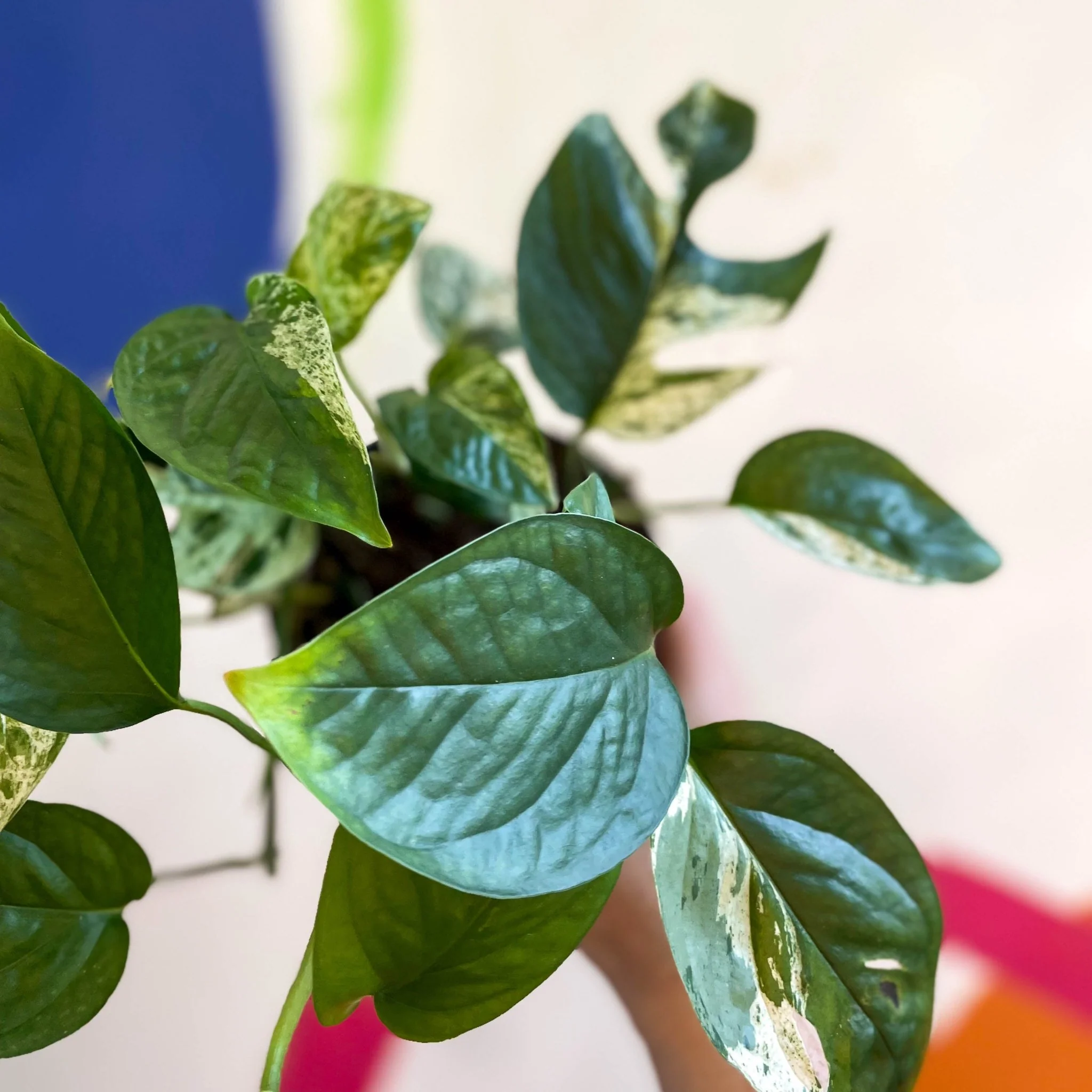 Epipremnum pinnatum 'Marble Variegata' - Image 2