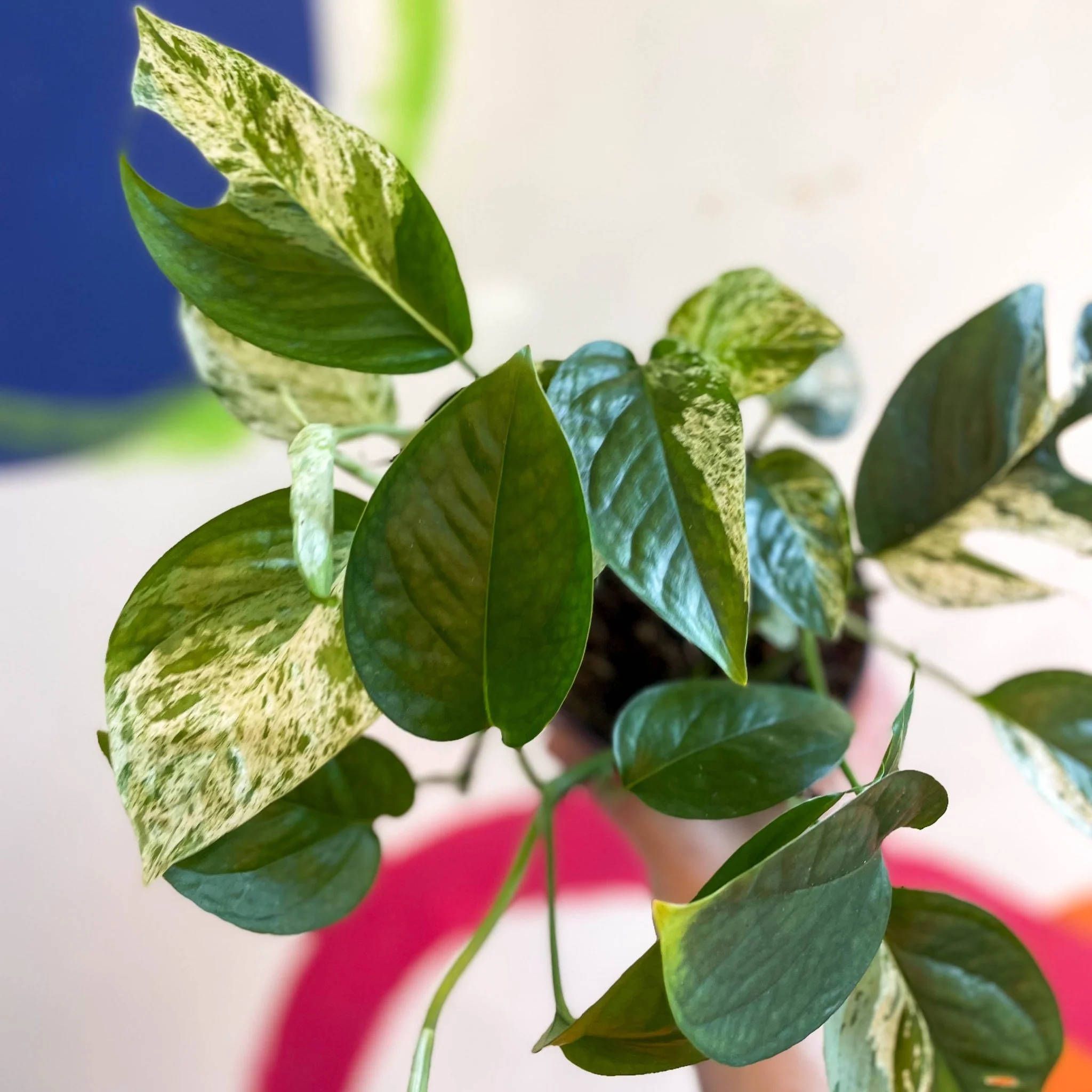 Epipremnum pinnatum 'Marble Variegata' - Image 3