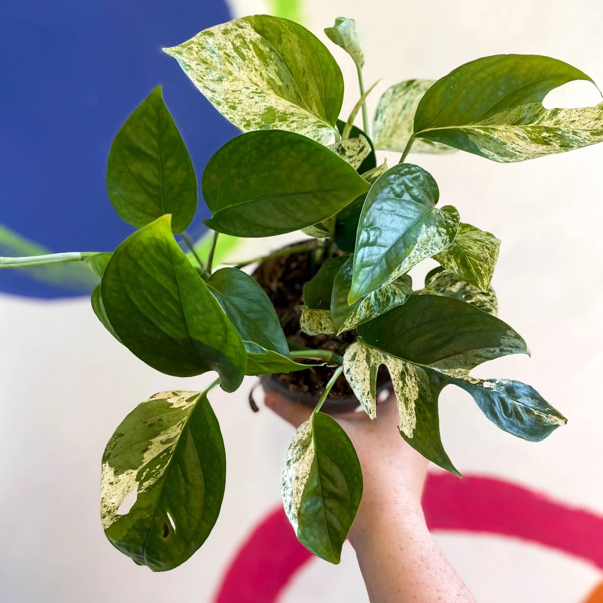 Epipremnum pinnatum 'Marble Variegata' - Image 4