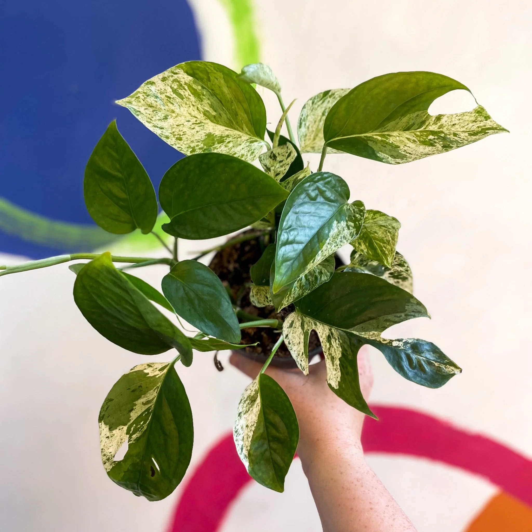 Epipremnum pinnatum 'Marble Variegata' - Image 5
