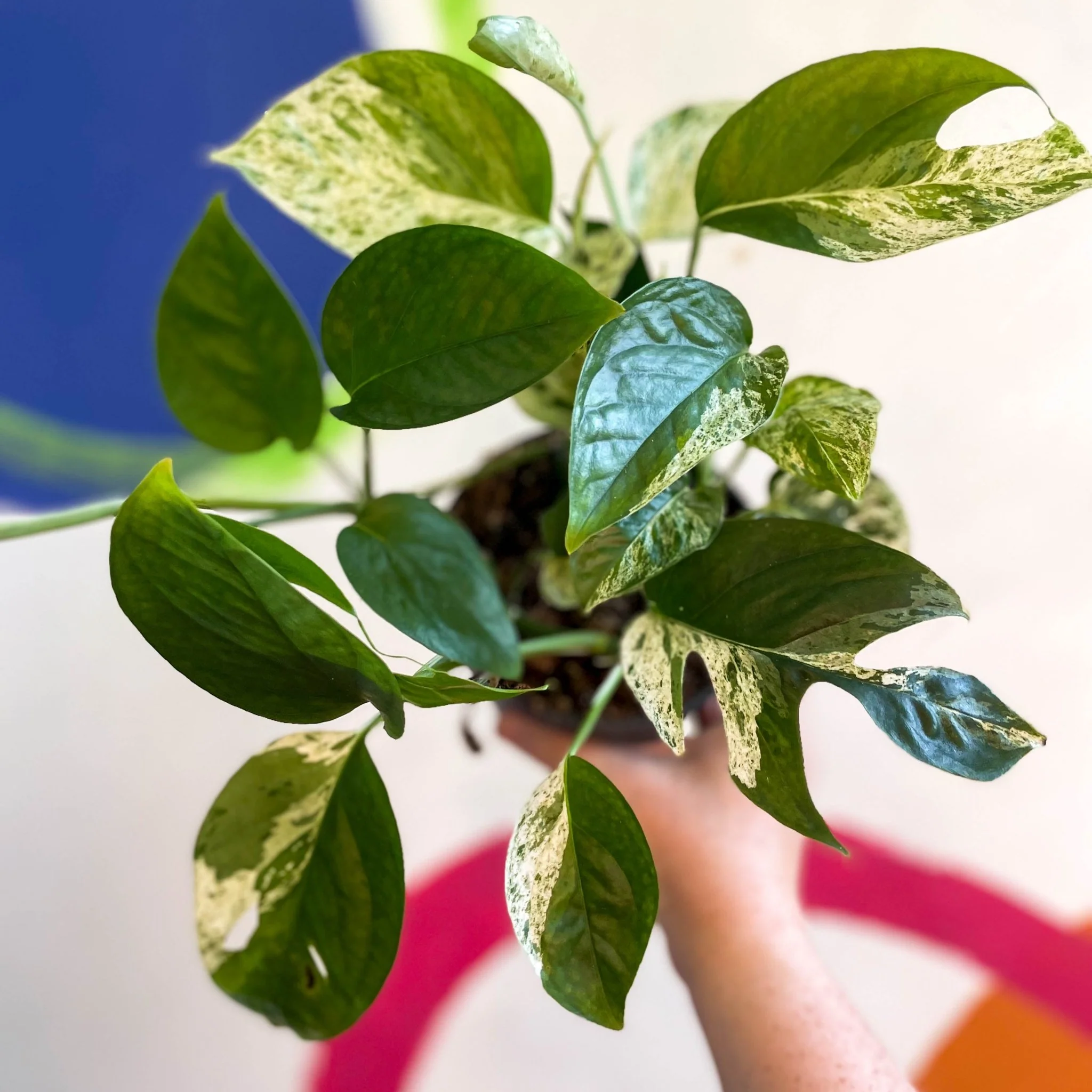 Epipremnum pinnatum 'Marble Variegata' - Image 7