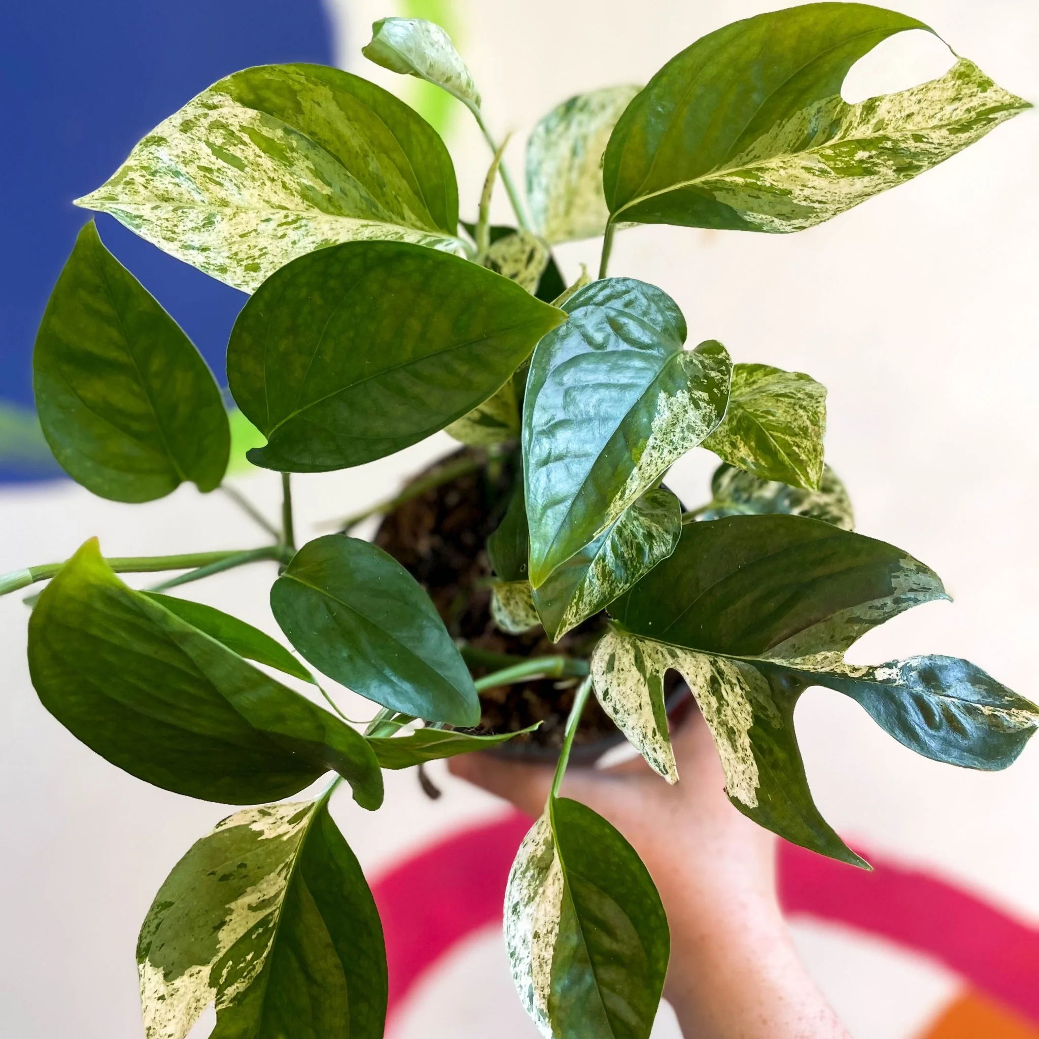 Epipremnum pinnatum 'Marble Variegata' - Image 8
