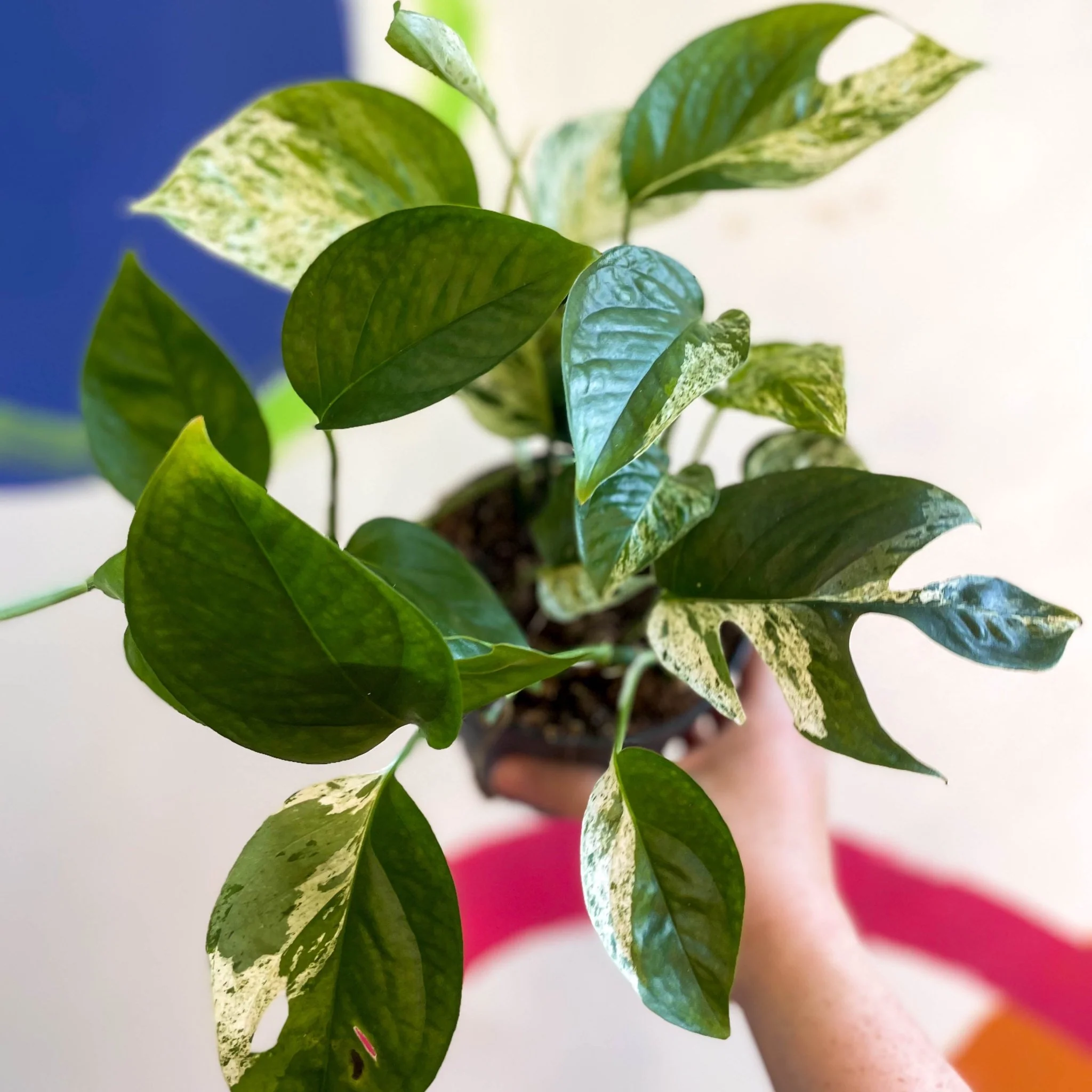 Epipremnum pinnatum 'Marble Variegata' - Image 9