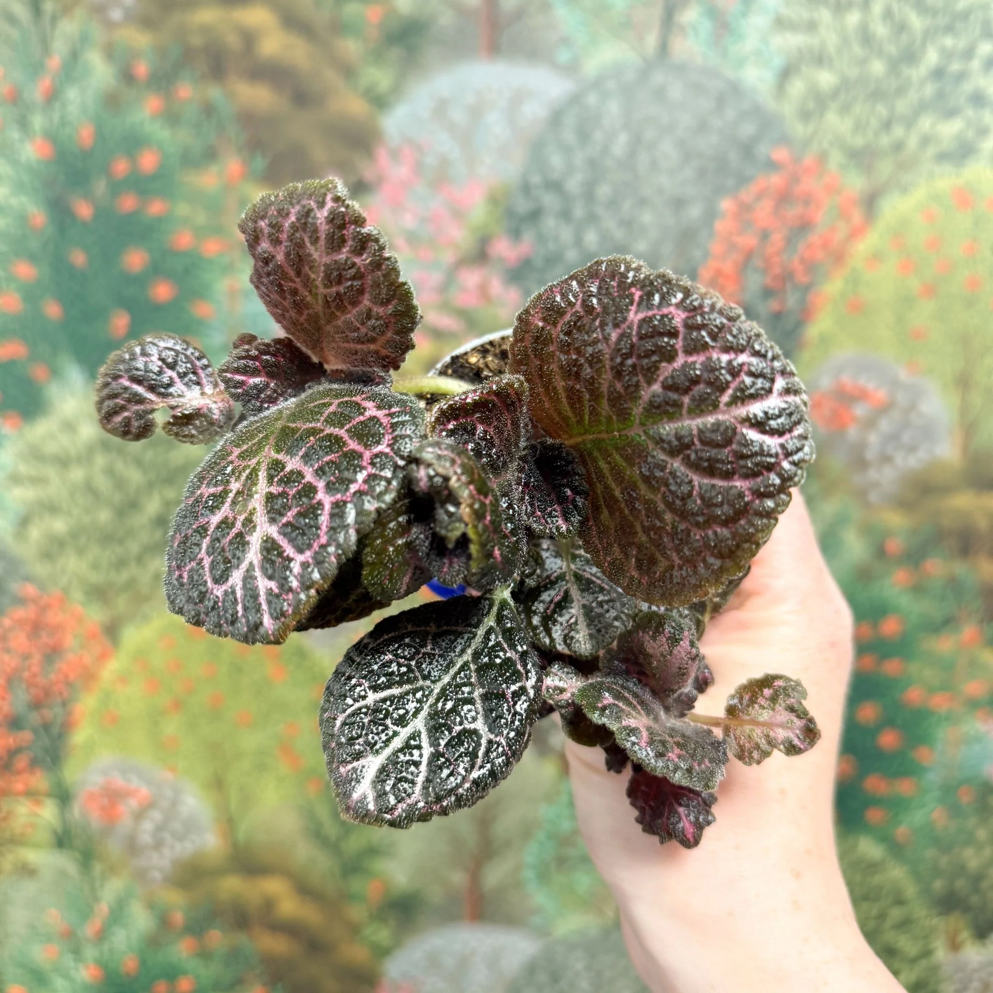 Episcia cupreata 'Brilliance' - Flame Violet - Image 10