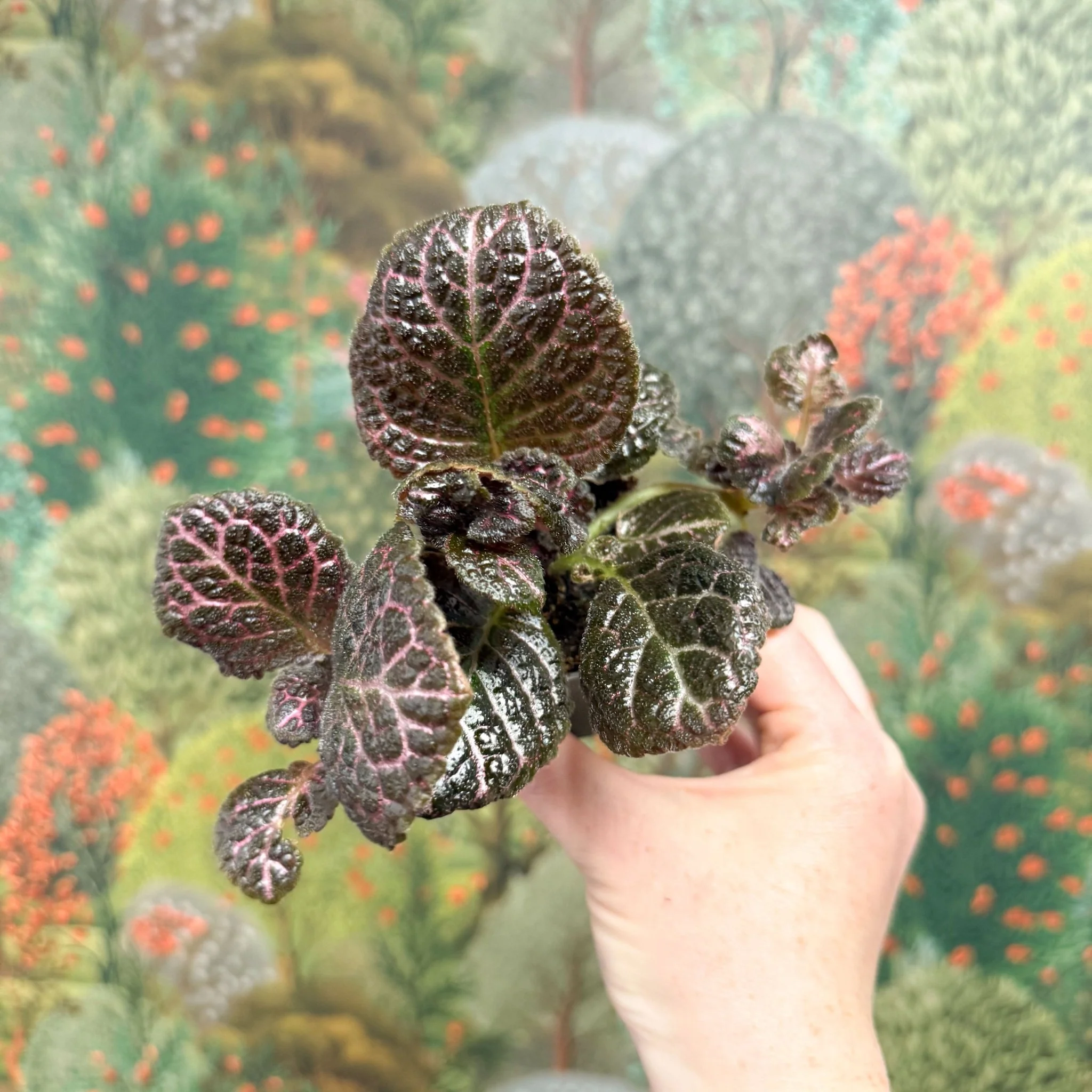 Episcia cupreata 'Brilliance' - Flame Violet - Image 3