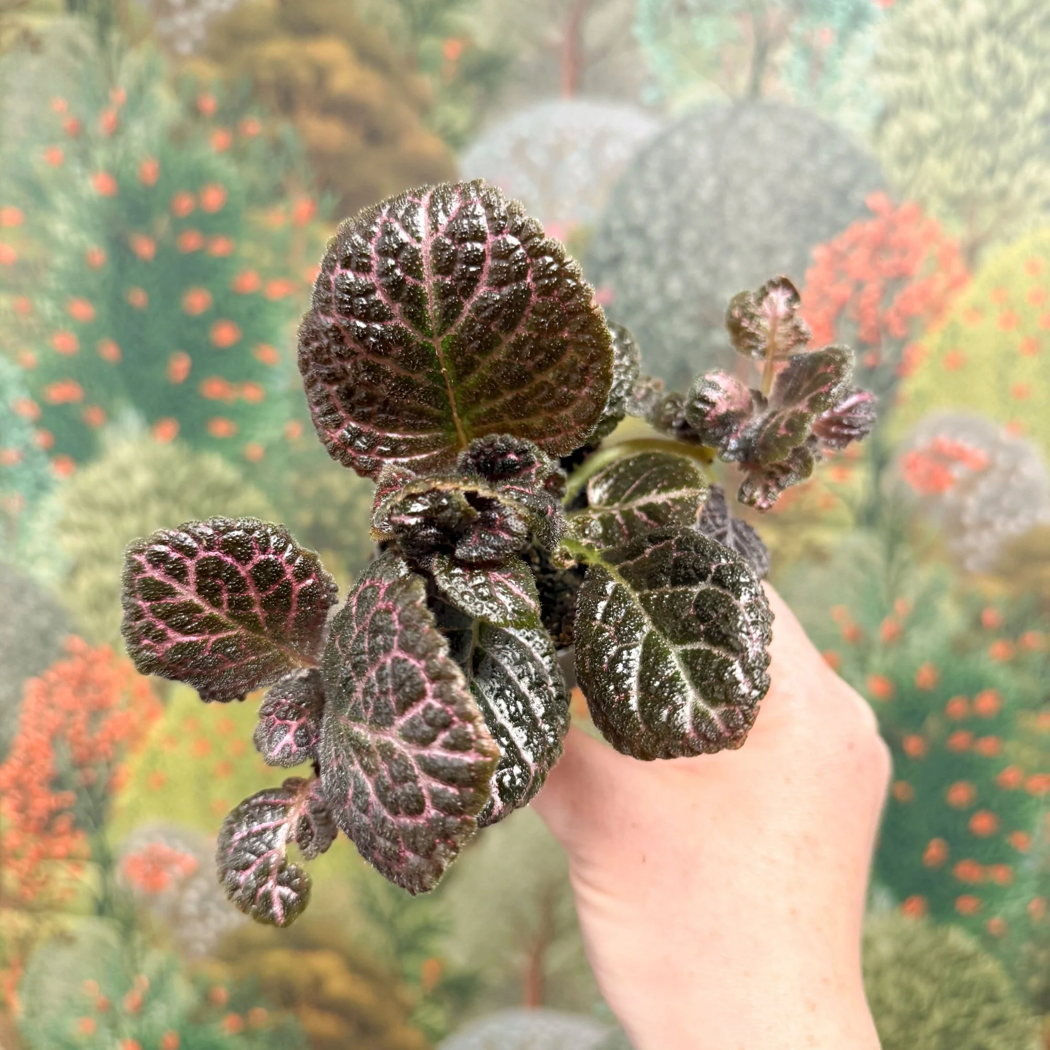 Episcia cupreata 'Brilliance' - Flame Violet - Image 4