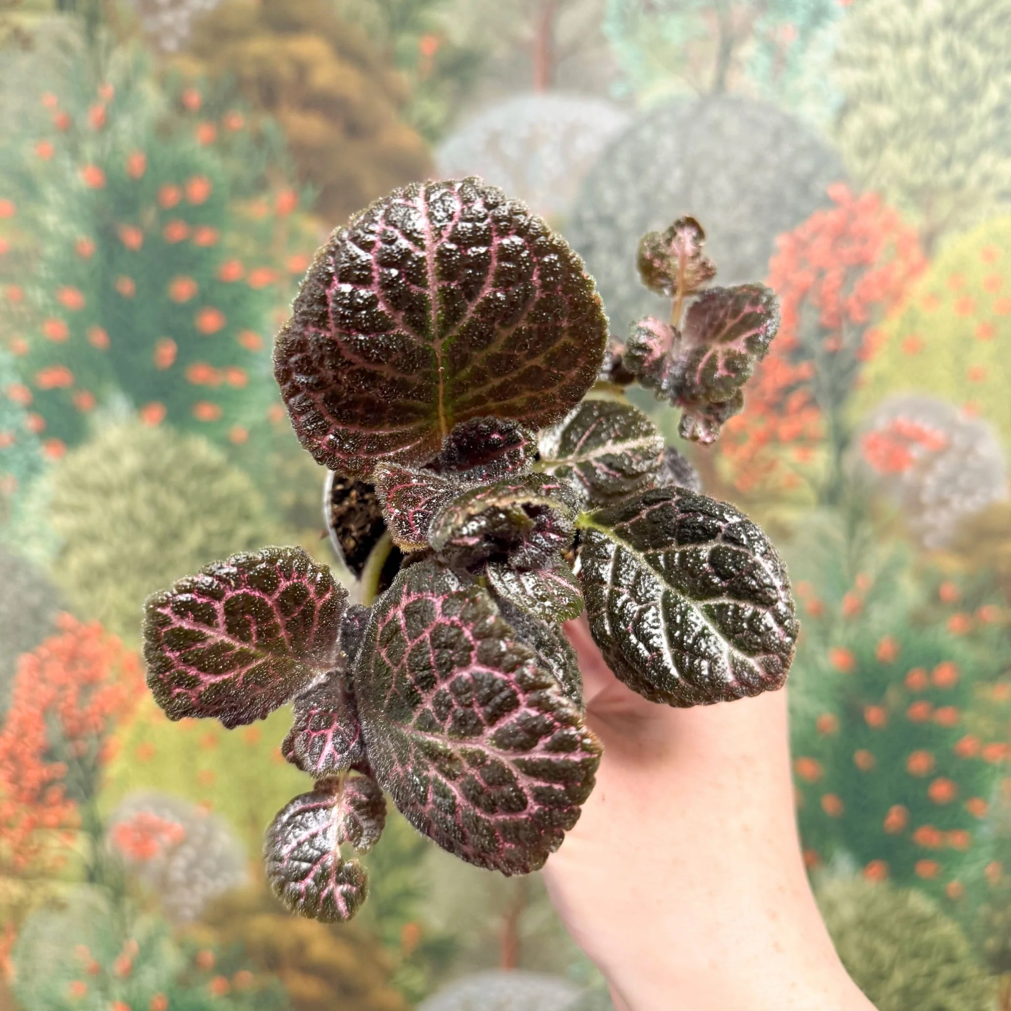 Episcia cupreata 'Brilliance' - Flame Violet - Image 5