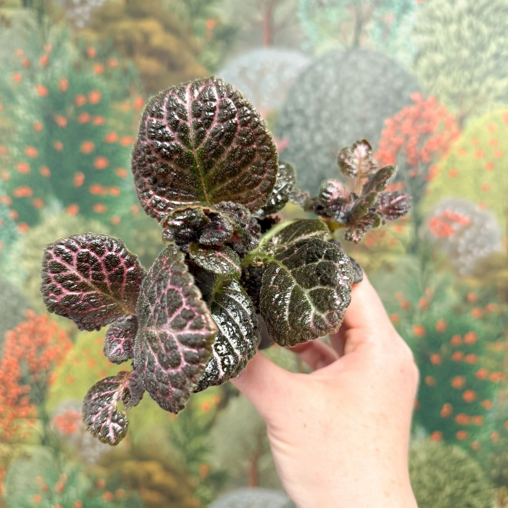 Episcia cupreata 'Brilliance' - Flame Violet - Image 6