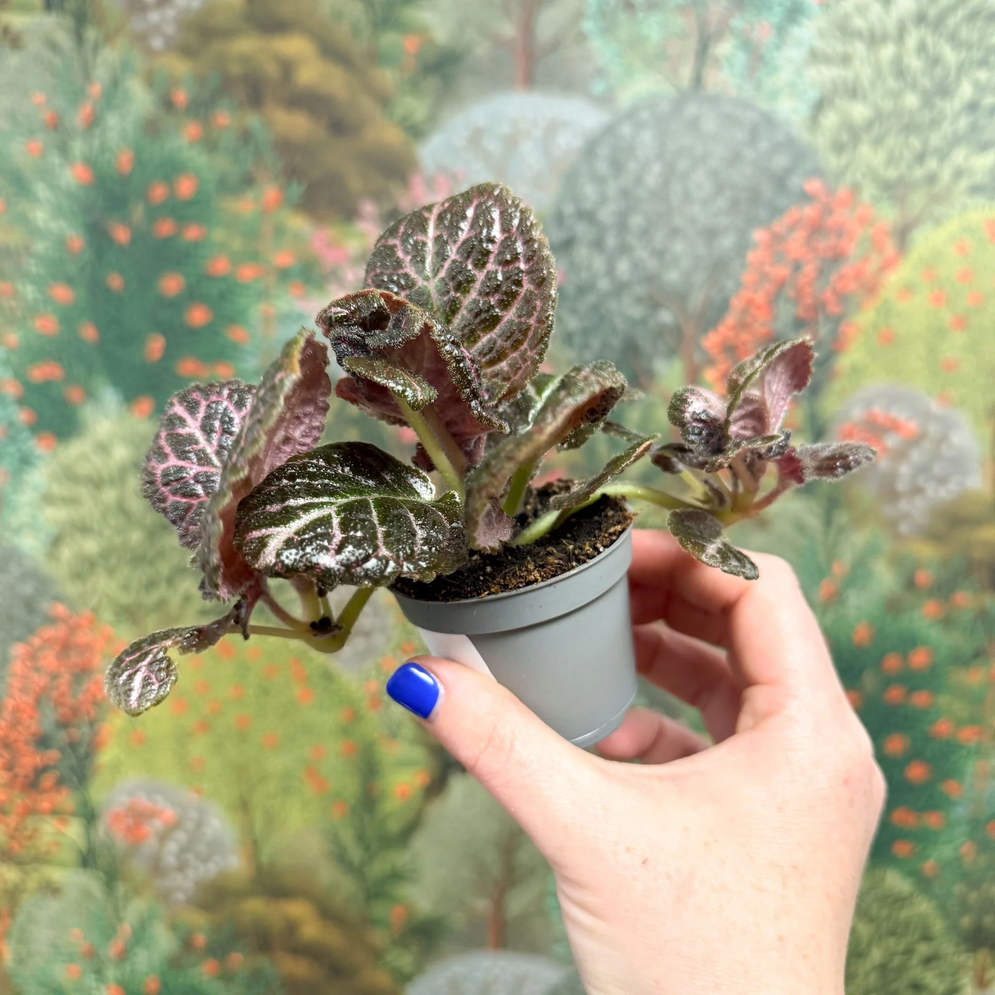 Episcia cupreata 'Brilliance' - Flame Violet - Image 7