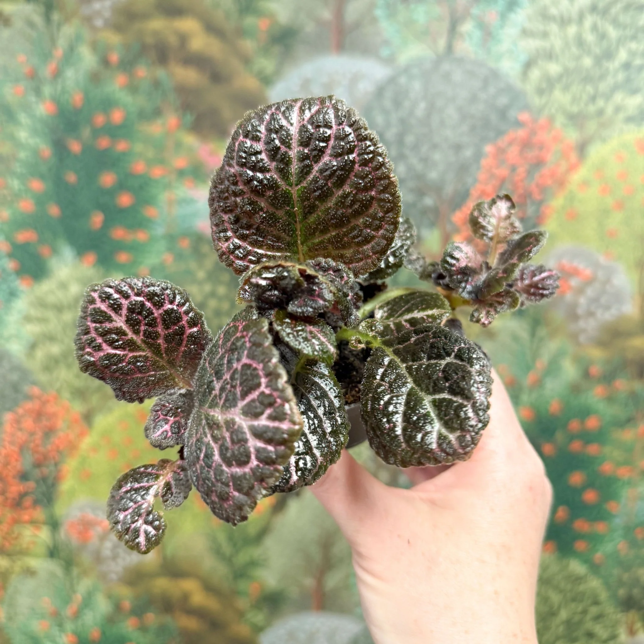 Episcia cupreata 'Brilliance' - Flame Violet - Image 8