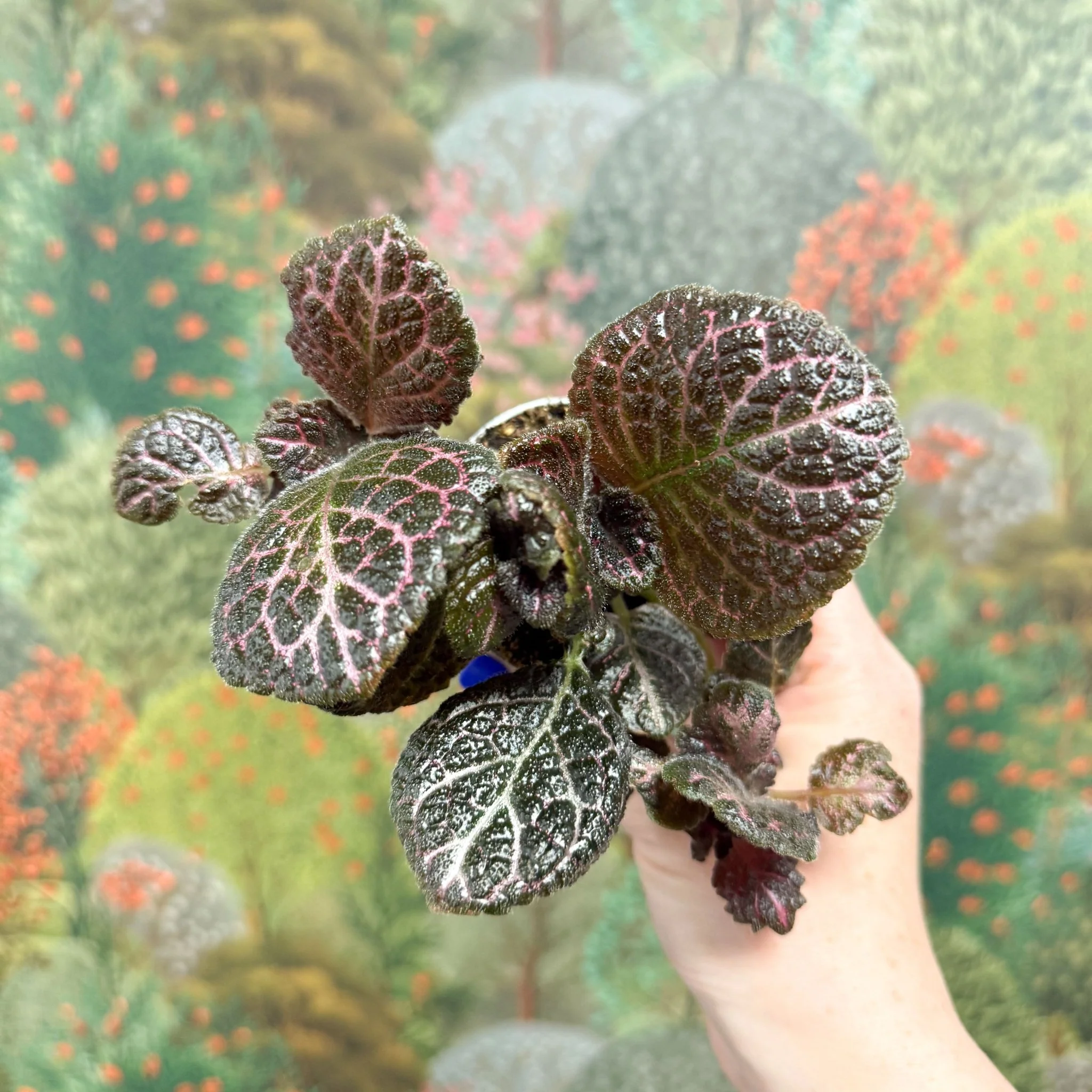 Episcia cupreata 'Brilliance' - Flame Violet - Image 9