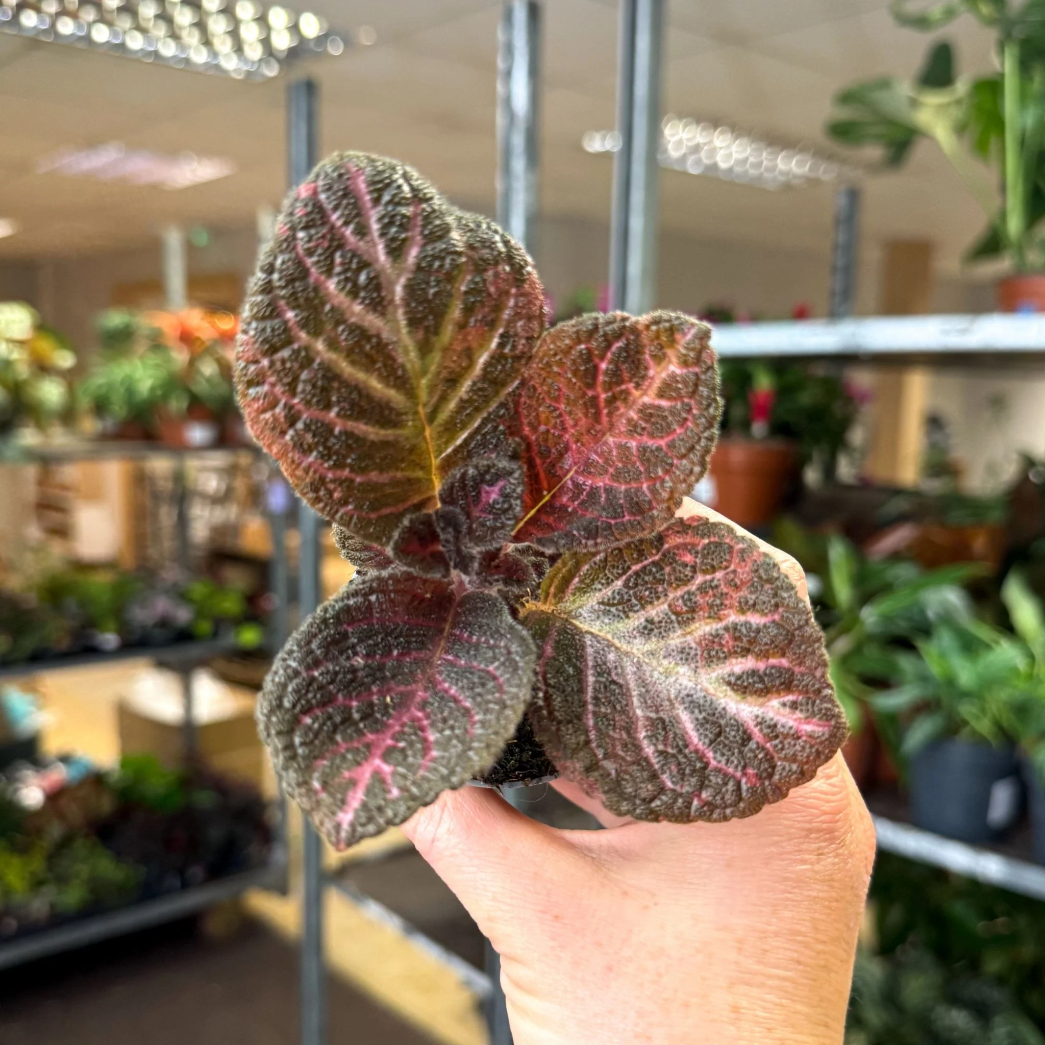 Episcia cupreata 'Copper' - Flame Violet