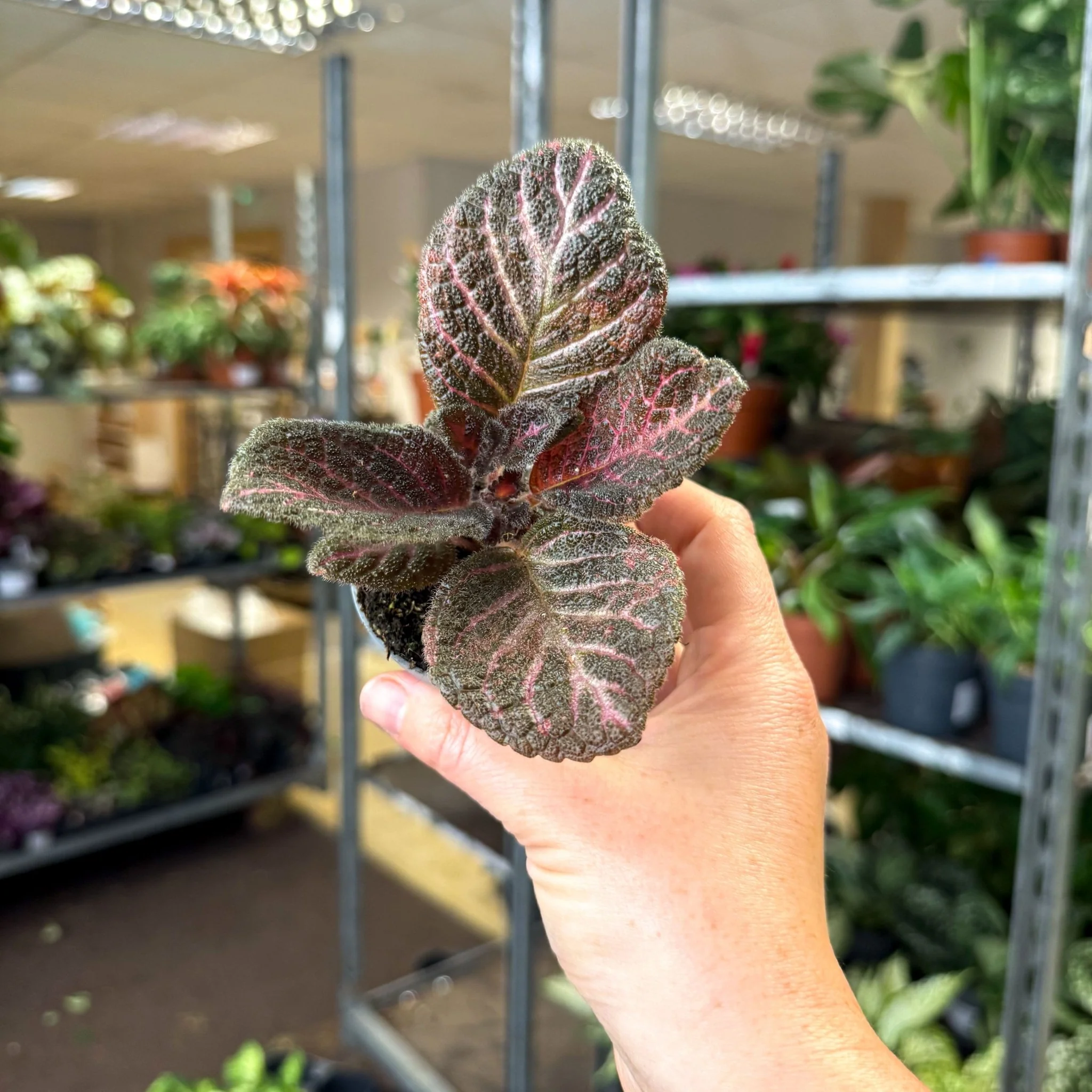Episcia cupreata 'Copper' - Flame Violet - Image 10