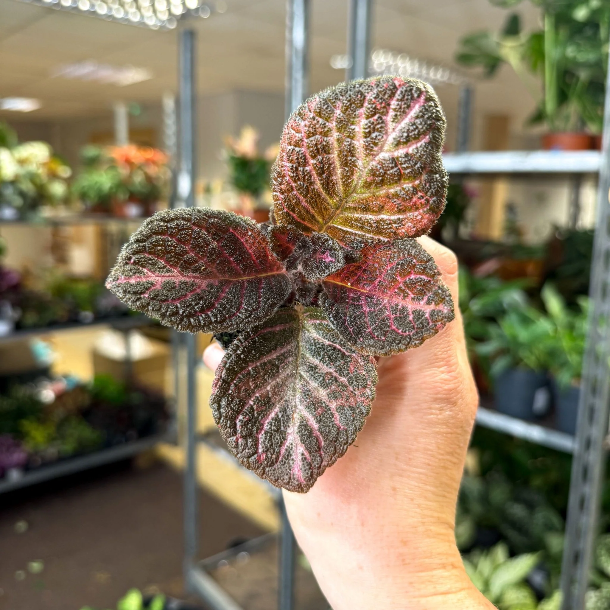 Episcia cupreata 'Copper' - Flame Violet - Image 11