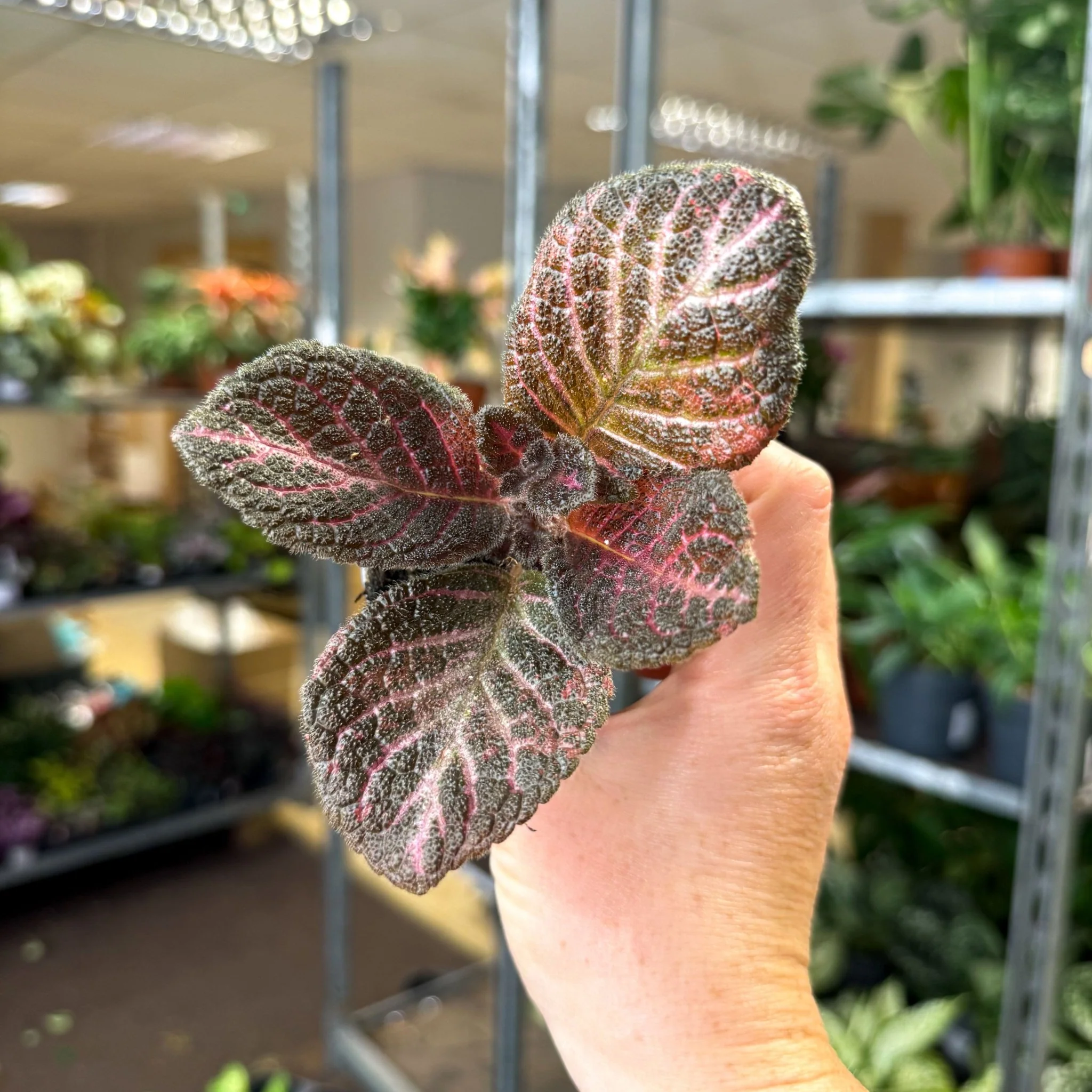 Episcia cupreata 'Copper' - Flame Violet - Image 12