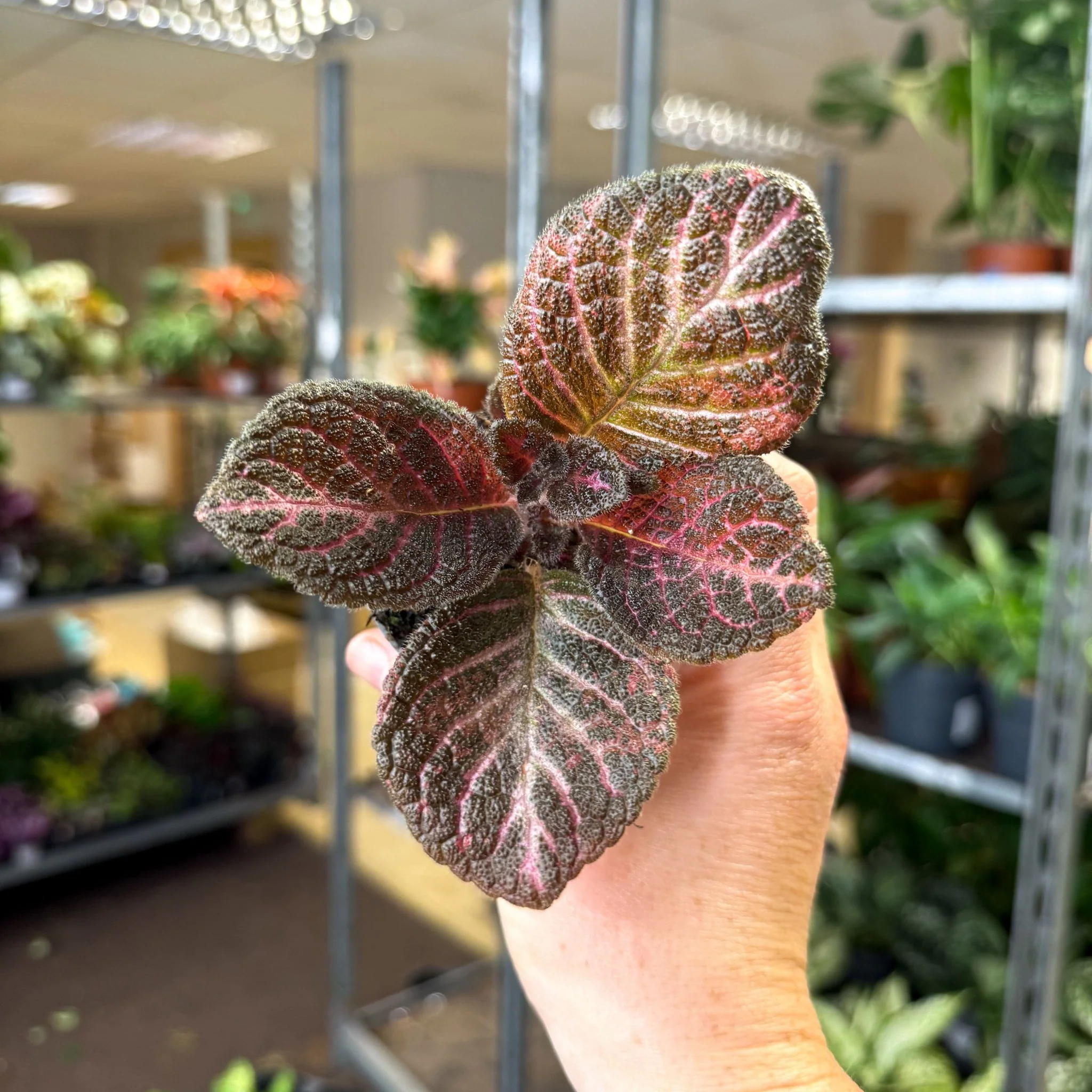 Episcia cupreata 'Copper' - Flame Violet - Image 13