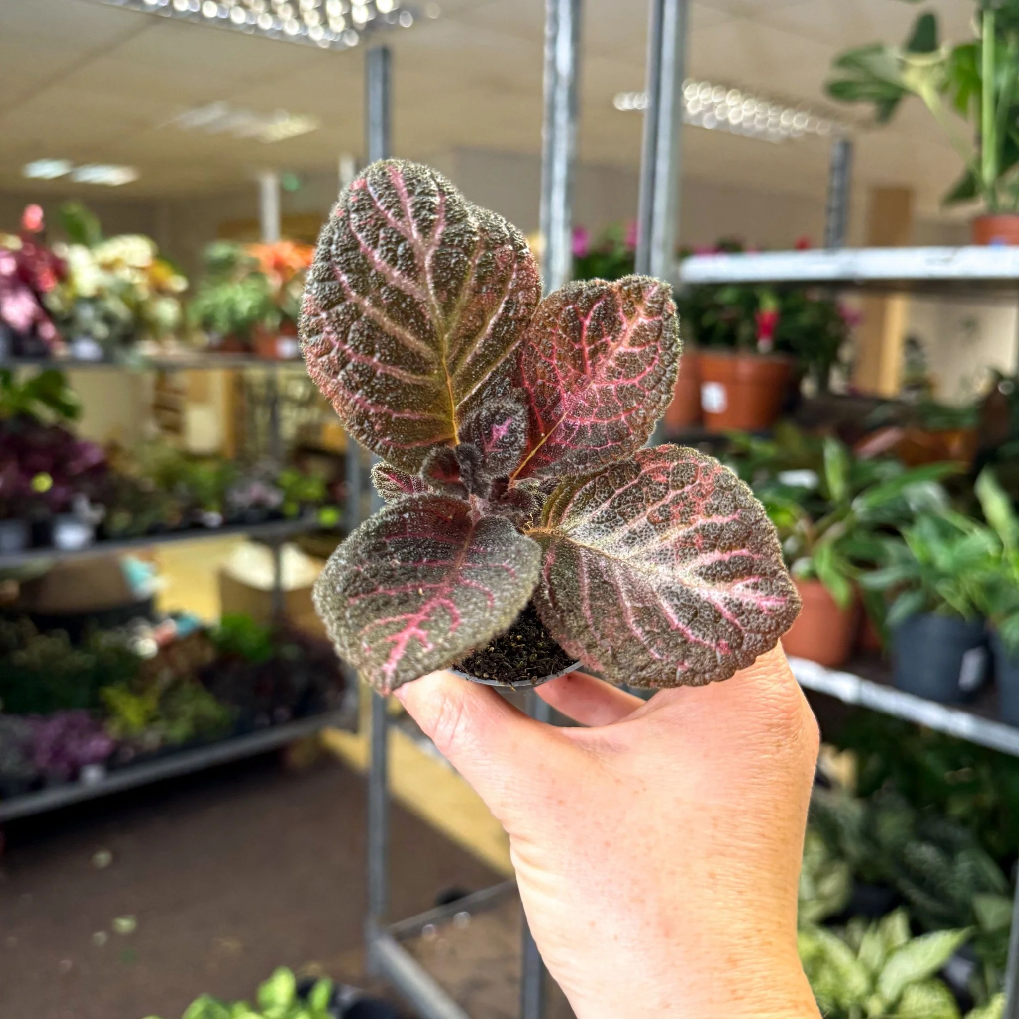 Episcia cupreata 'Copper' - Flame Violet - Image 2