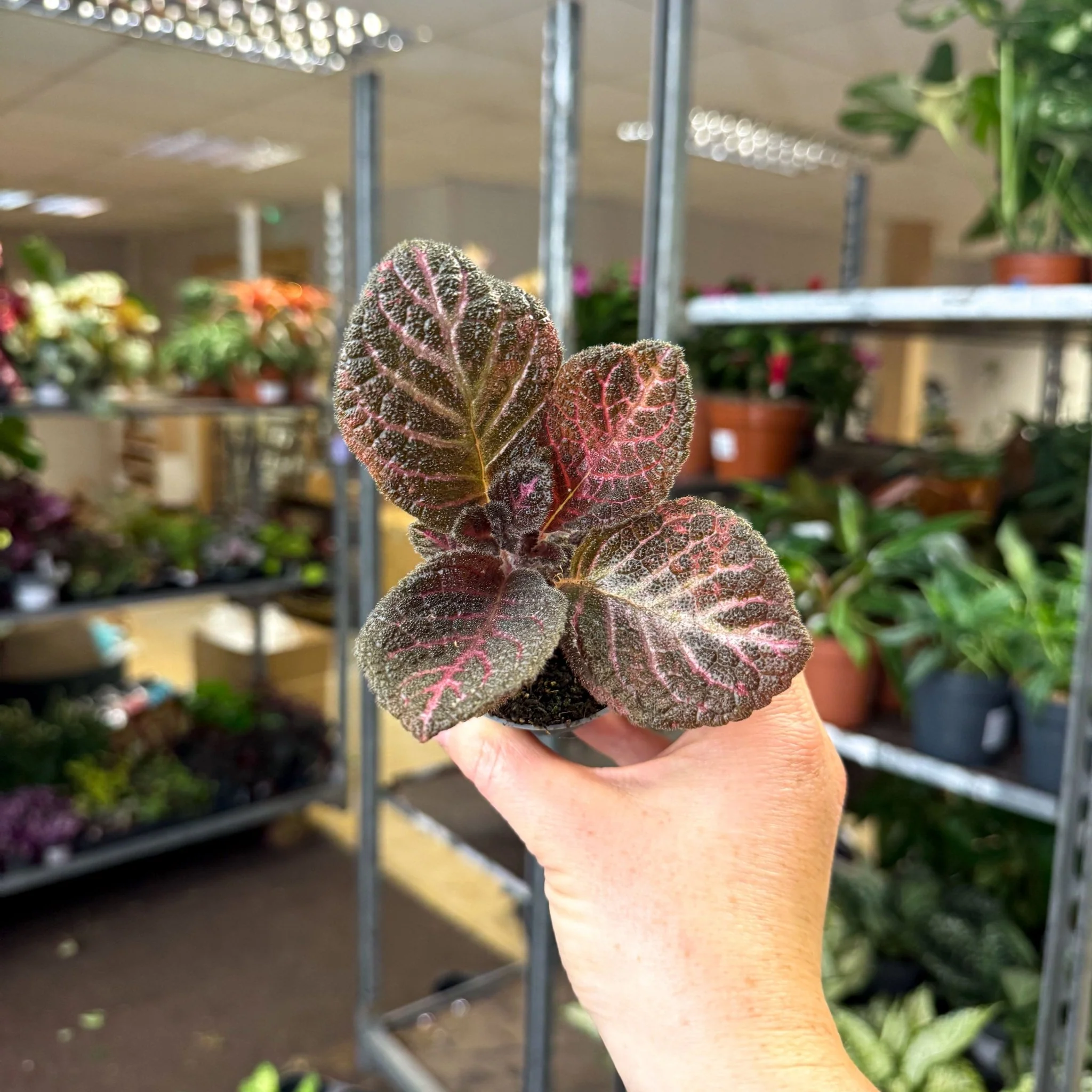 Episcia cupreata 'Copper' - Flame Violet - Image 3