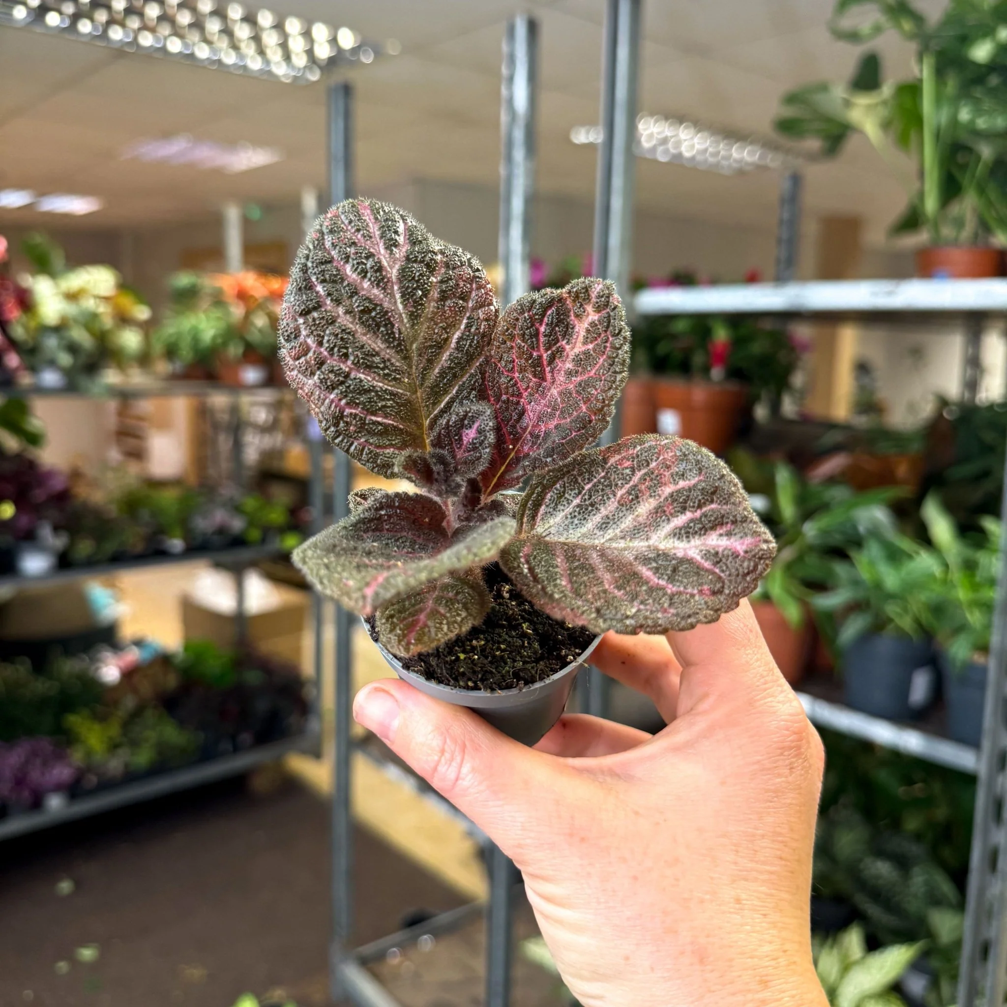 Episcia cupreata 'Copper' - Flame Violet - Image 4