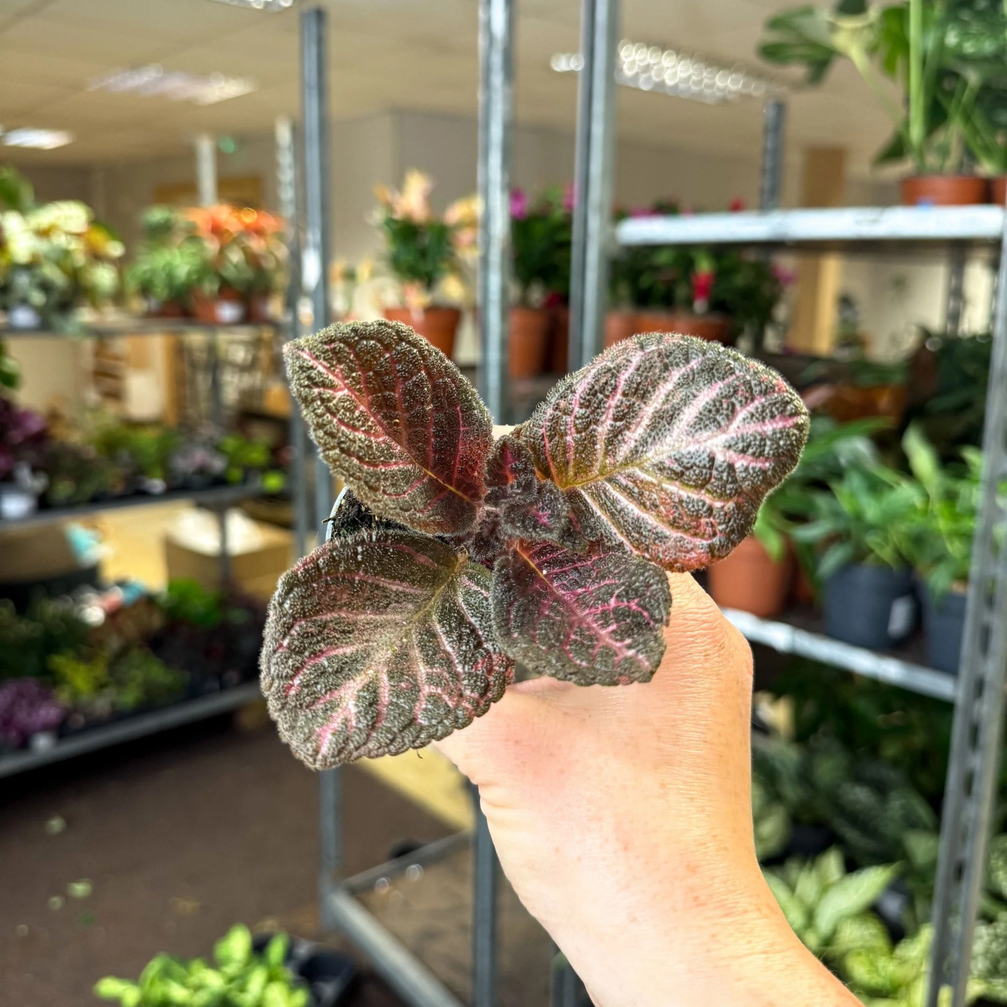Episcia cupreata 'Copper' - Flame Violet - Image 5