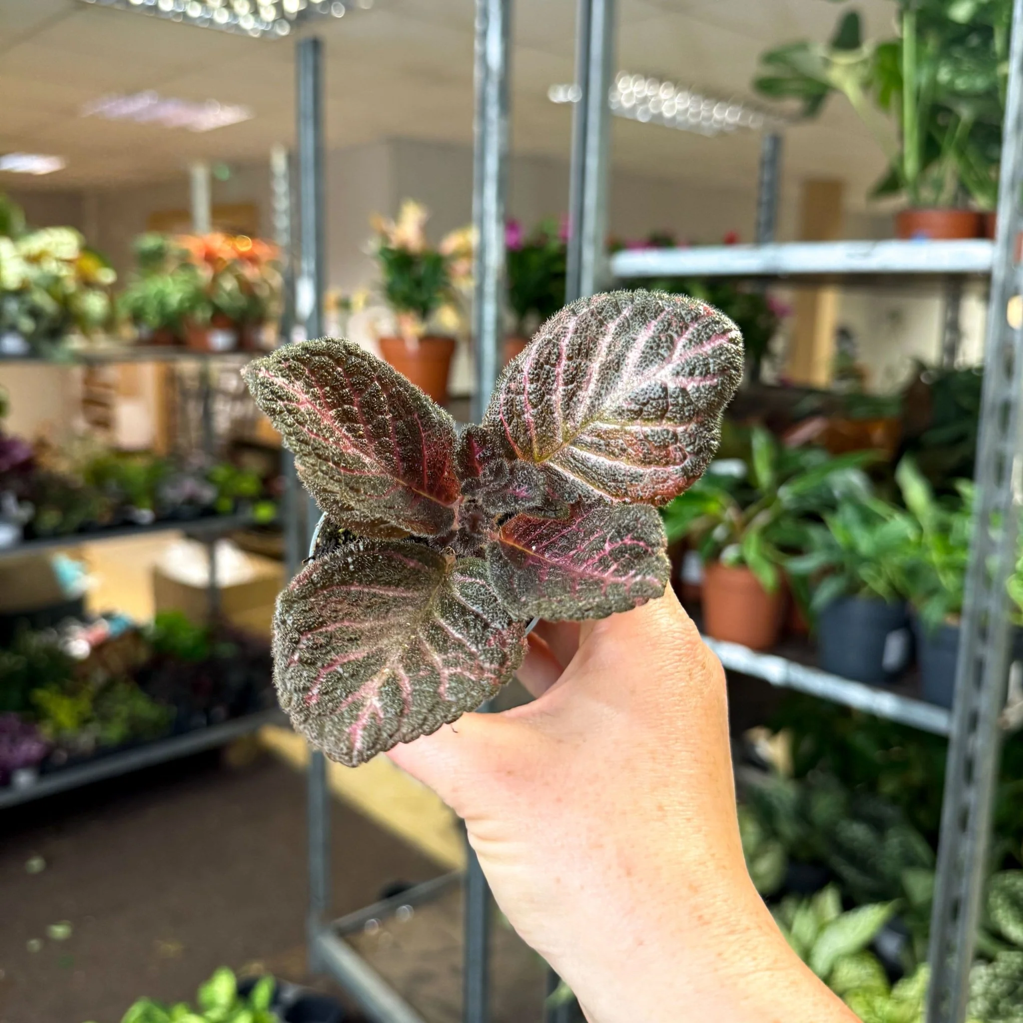 Episcia cupreata 'Copper' - Flame Violet - Image 6