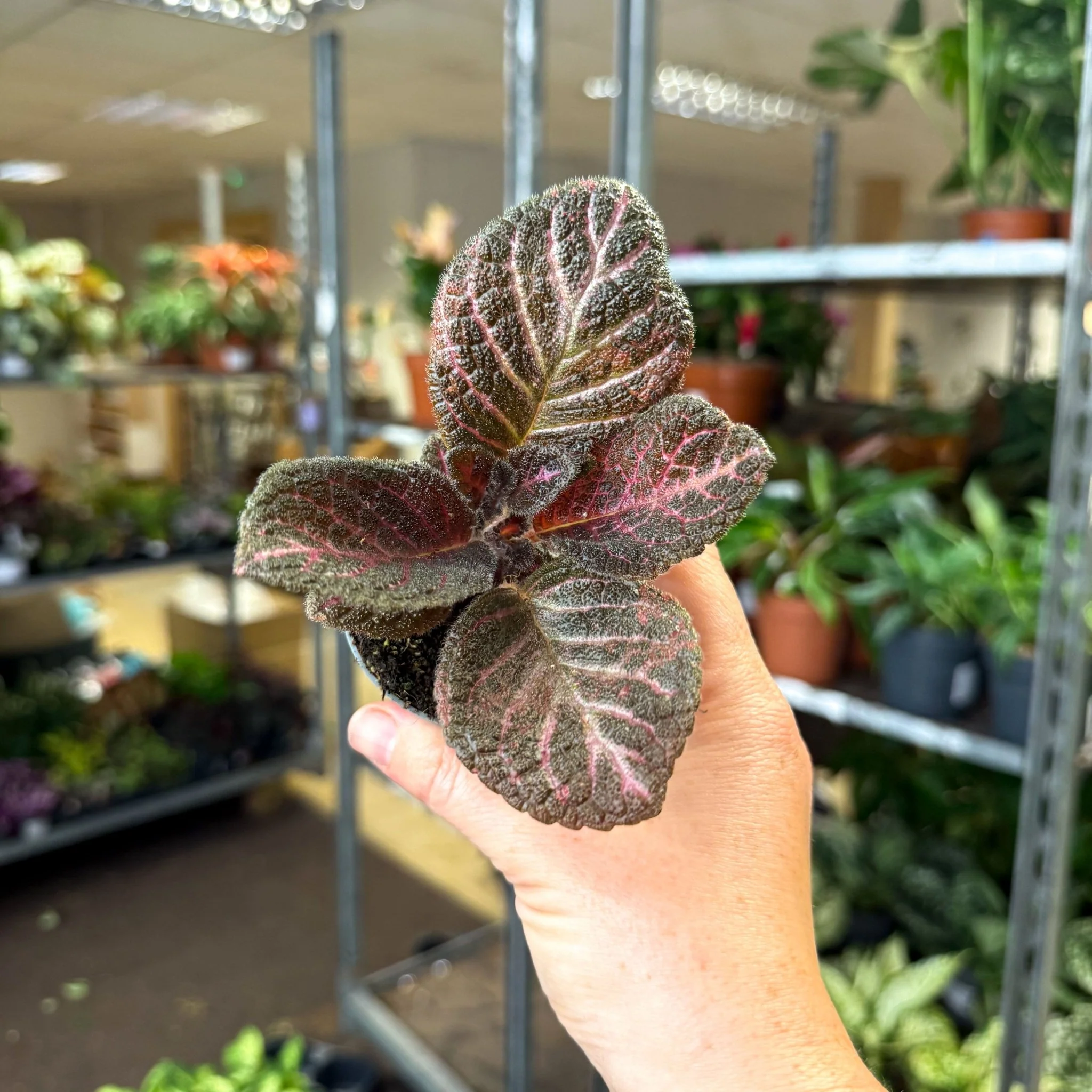 Episcia cupreata 'Copper' - Flame Violet - Image 7