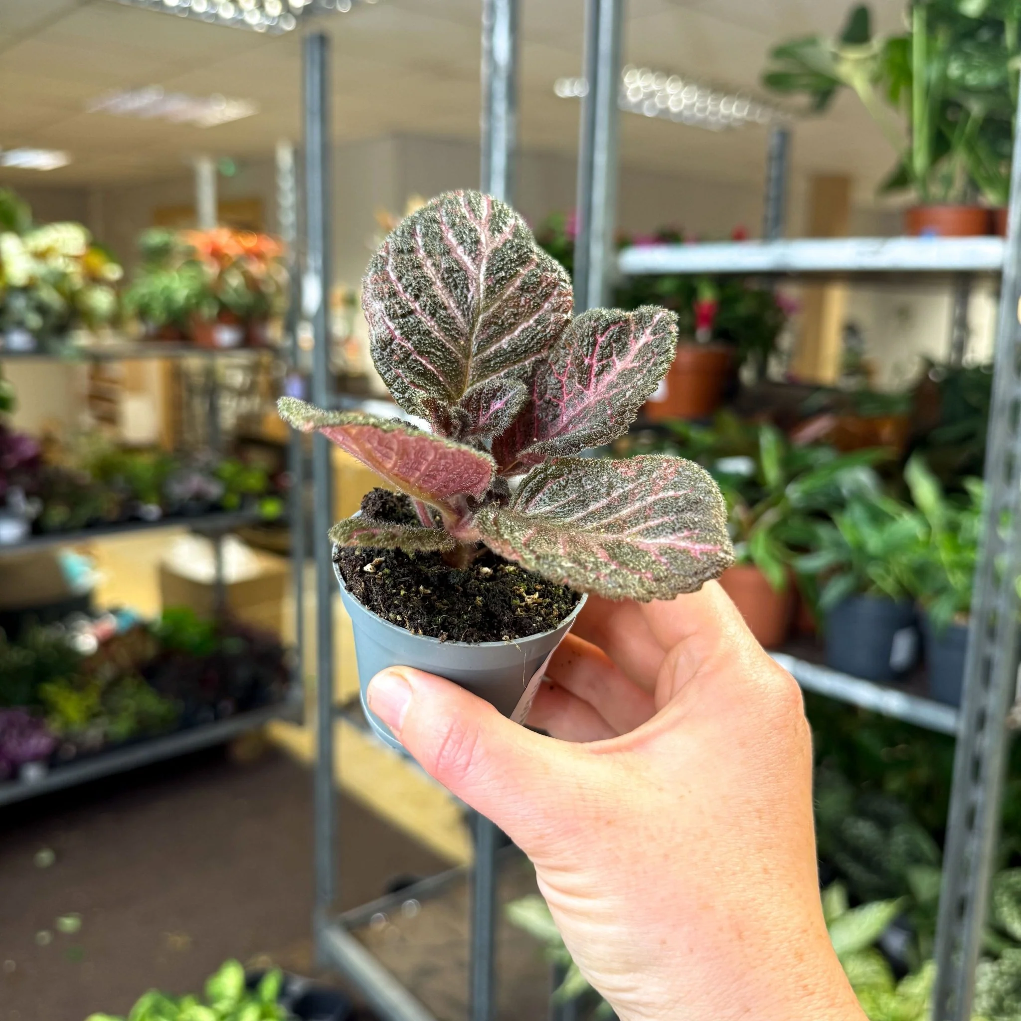 Episcia cupreata 'Copper' - Flame Violet - Image 8