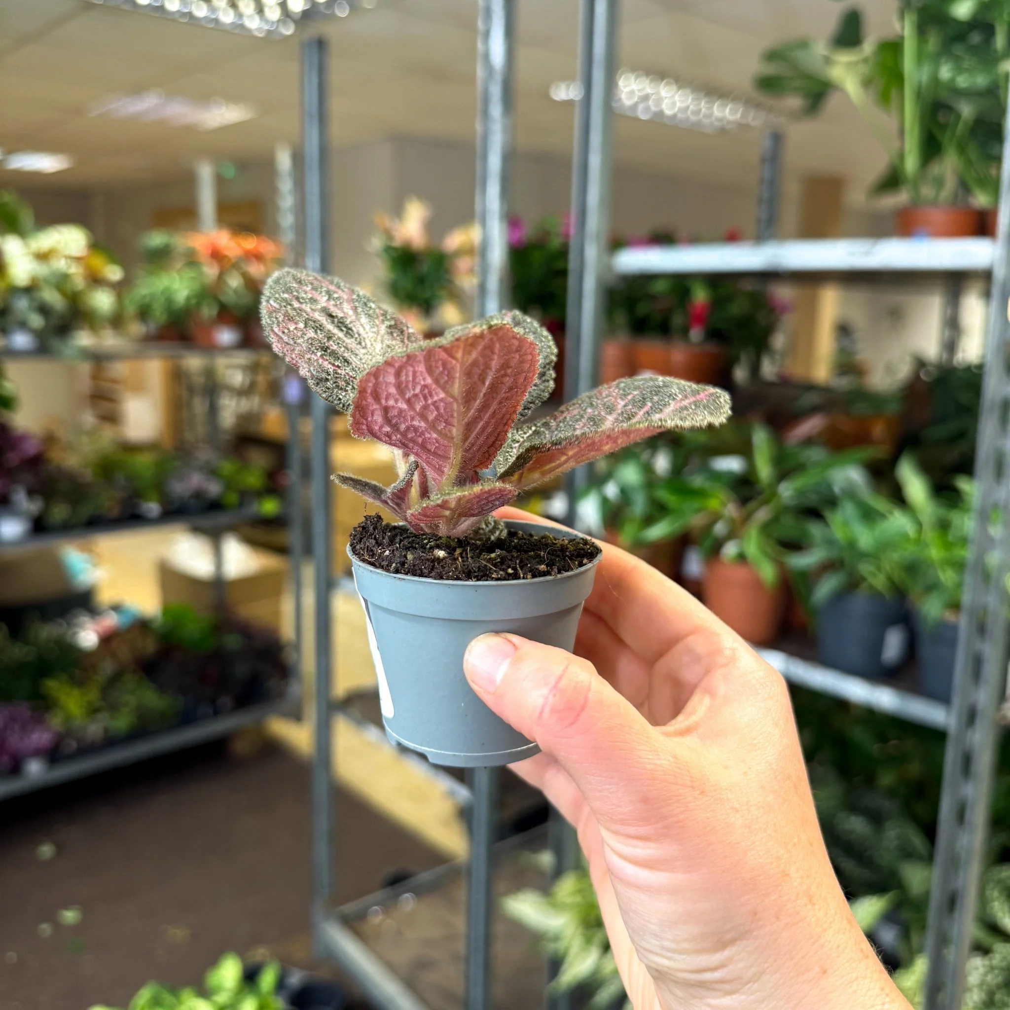 Episcia cupreata 'Copper' - Flame Violet - Image 9