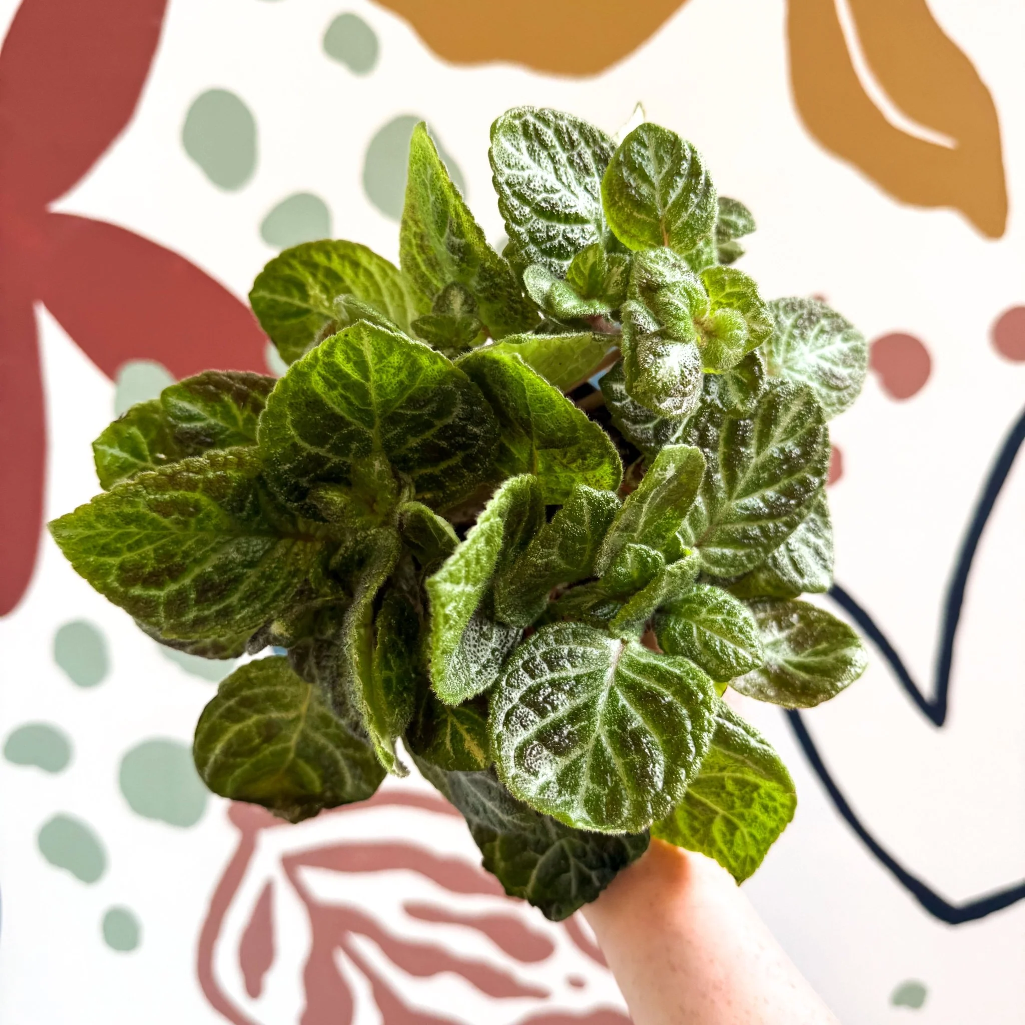 Episcia cupreata - Green Flame Violet - Image 10