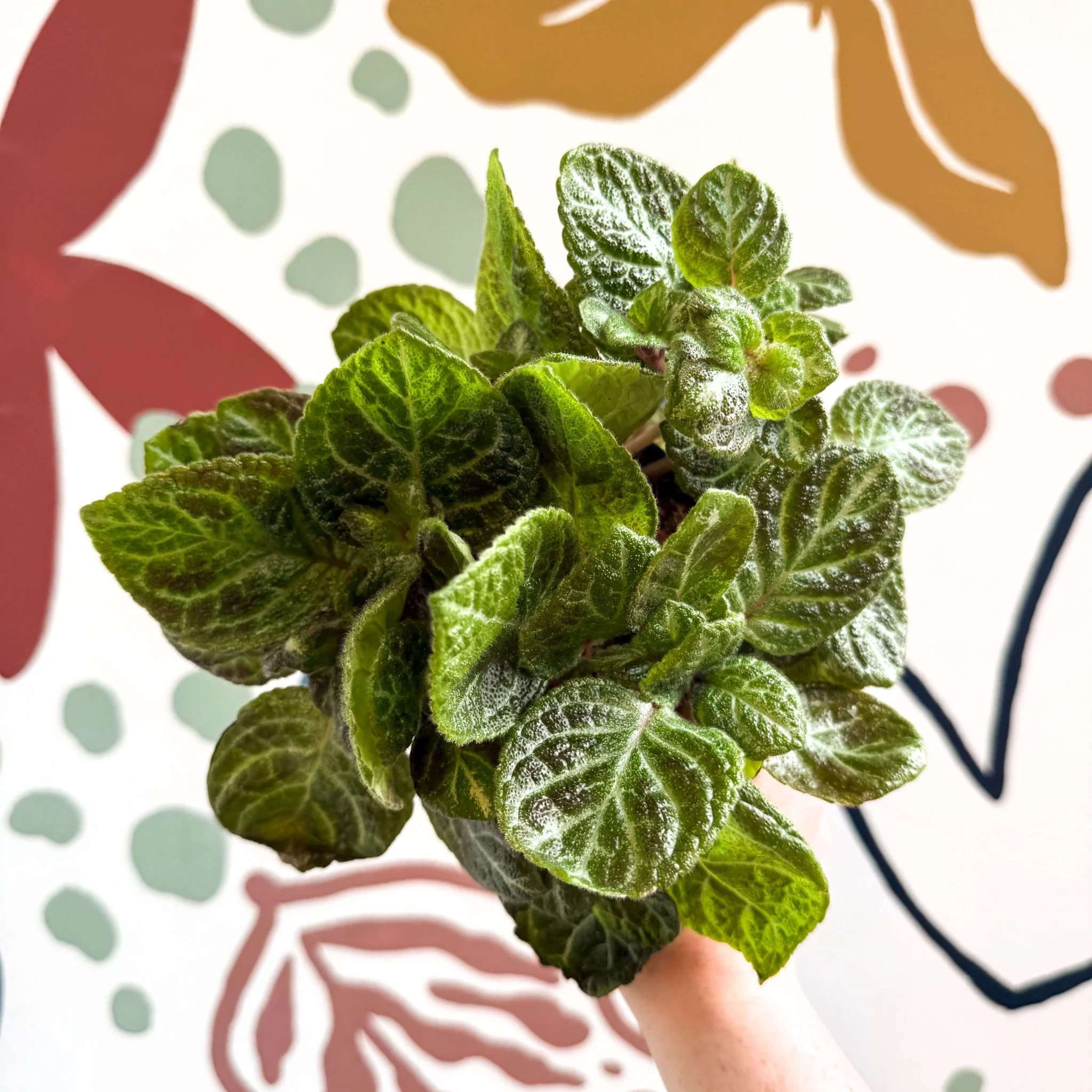 Episcia cupreata - Green Flame Violet - Image 11