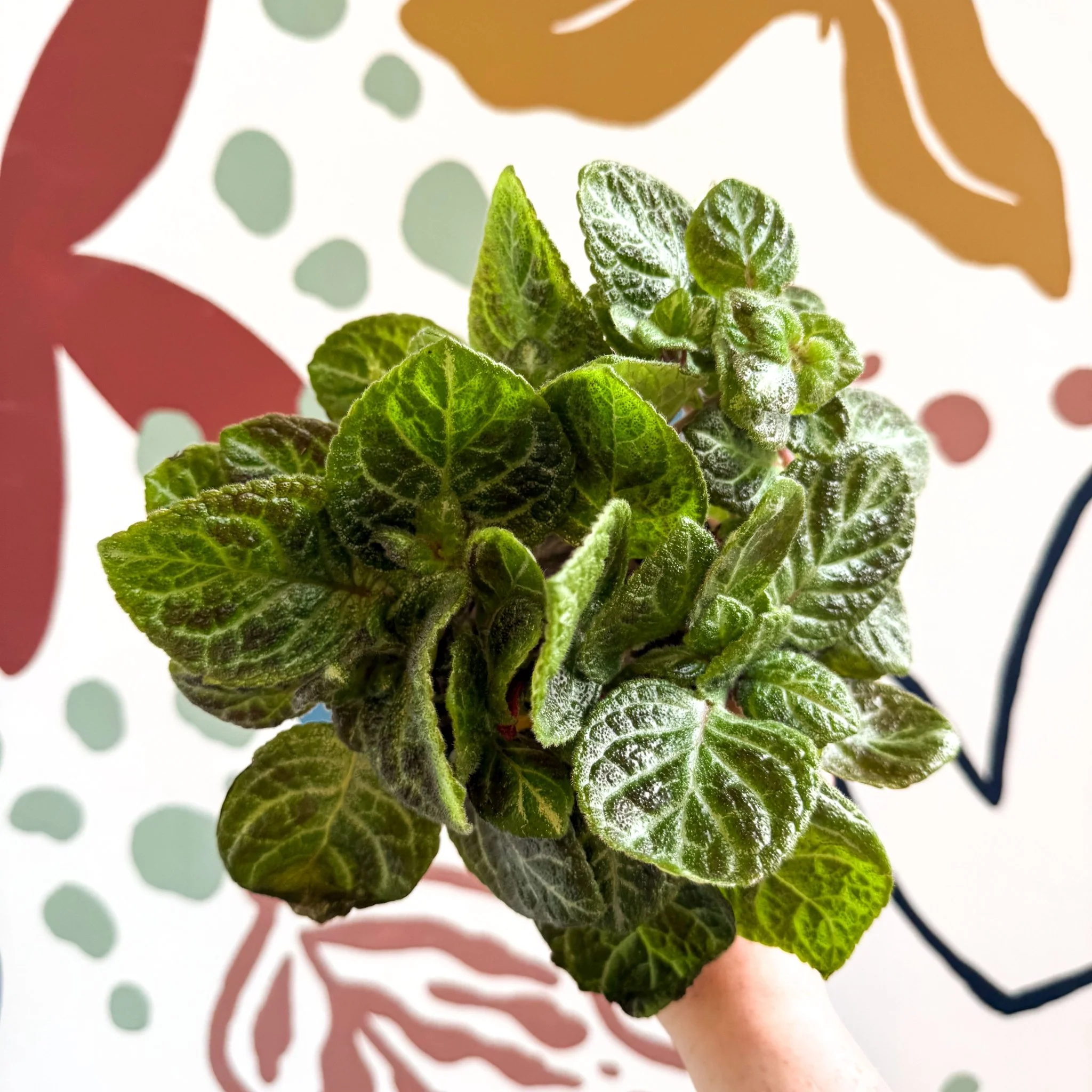 Episcia cupreata - Green Flame Violet - Image 2