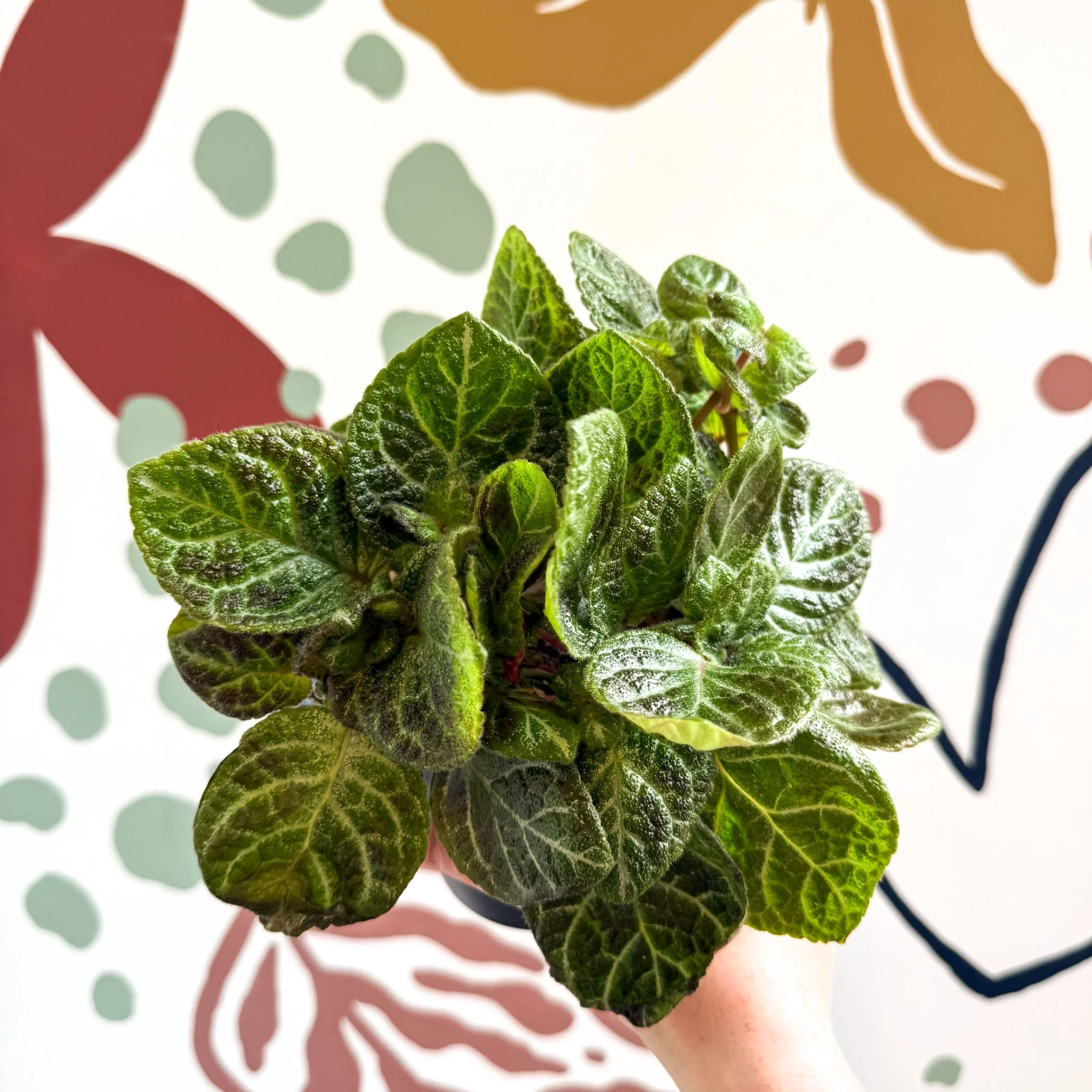 Episcia cupreata - Green Flame Violet - Image 3