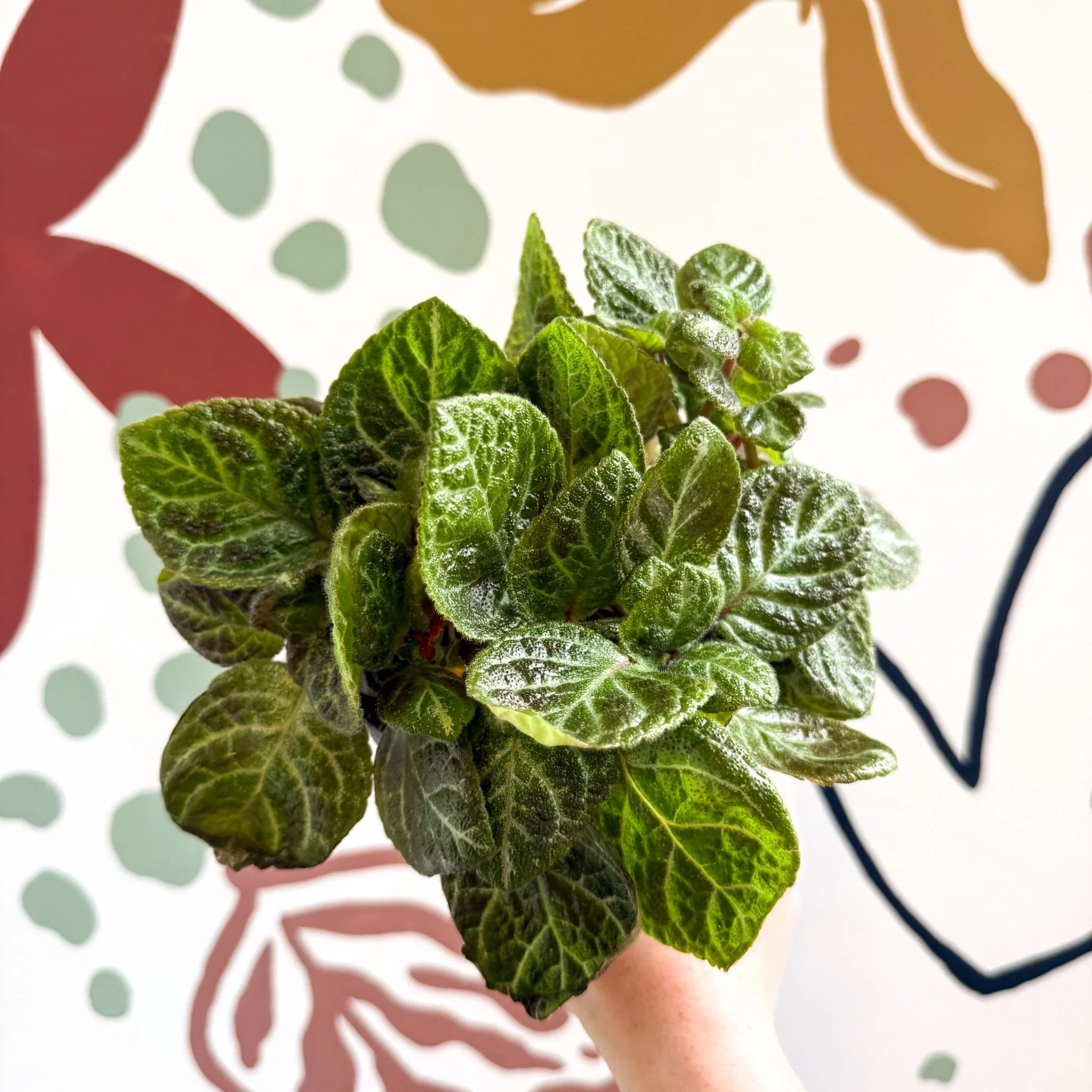 Episcia cupreata - Green Flame Violet - Image 4