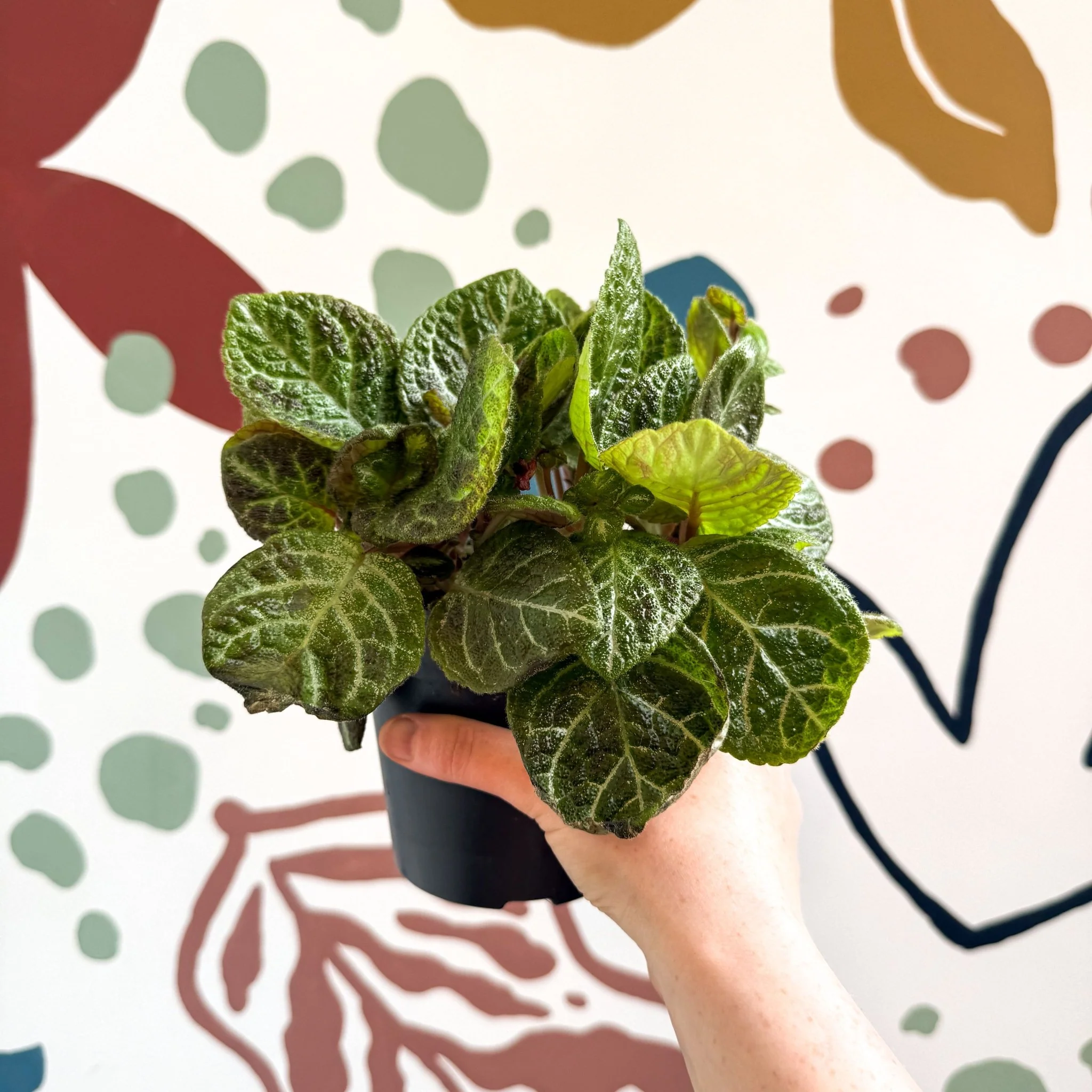Episcia cupreata - Green Flame Violet - Image 6