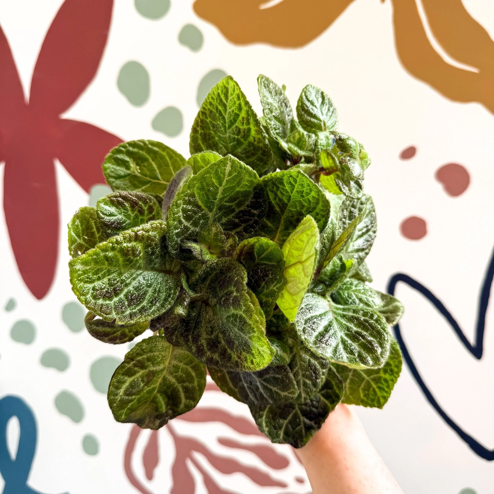 Episcia cupreata - Green Flame Violet - Image 8