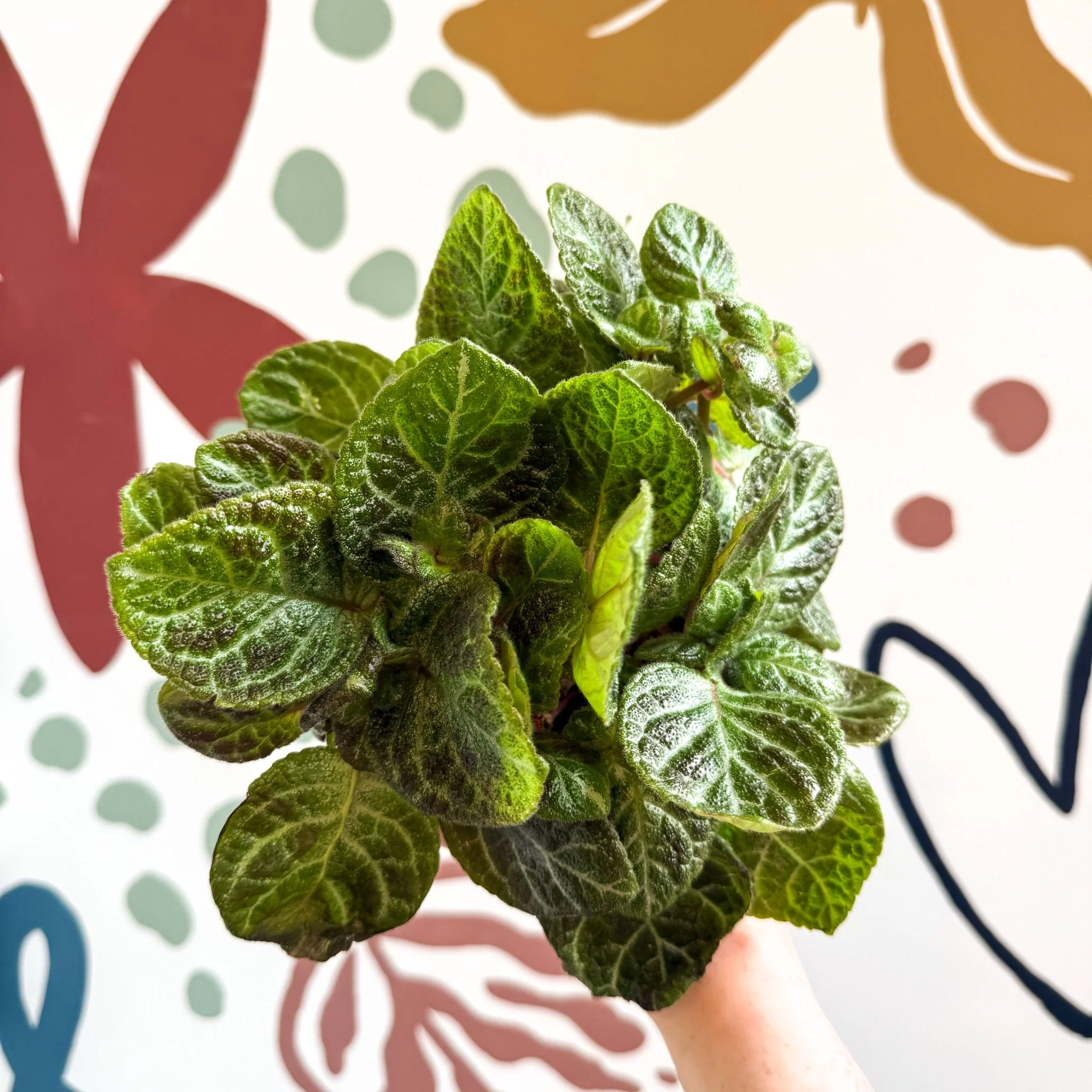 Episcia cupreata - Green Flame Violet - Image 9