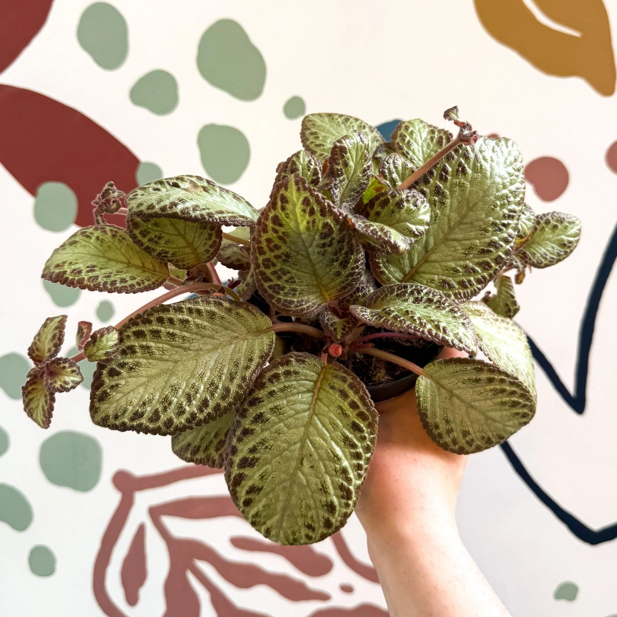 Episcia cupreata 'Harlequin' - Flame Violet