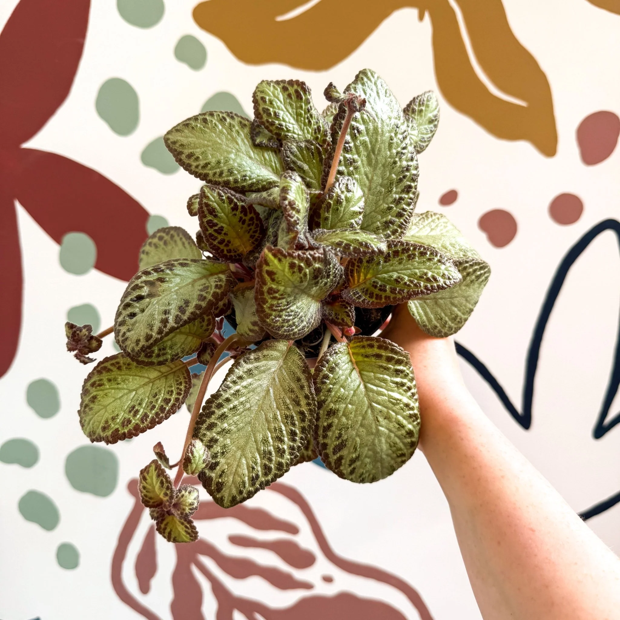 Episcia cupreata 'Harlequin' - Flame Violet - Image 10