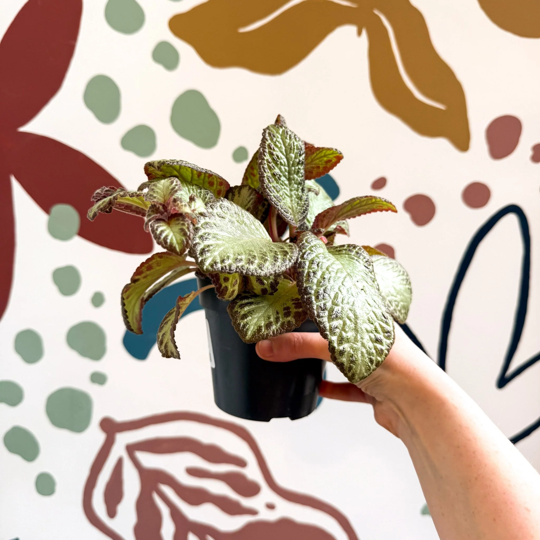 Episcia cupreata 'Harlequin' - Flame Violet - Image 11