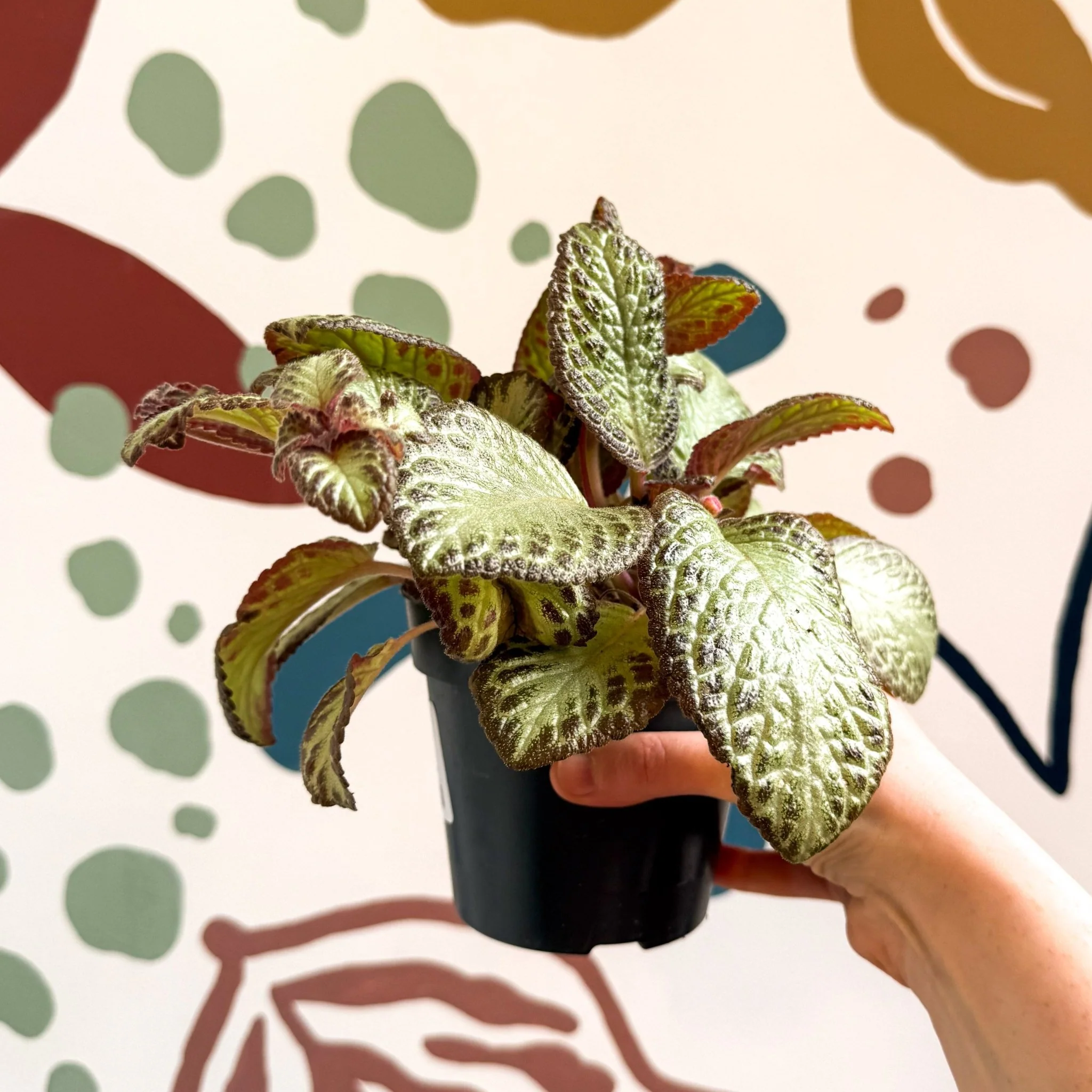 Episcia cupreata 'Harlequin' - Flame Violet - Image 2