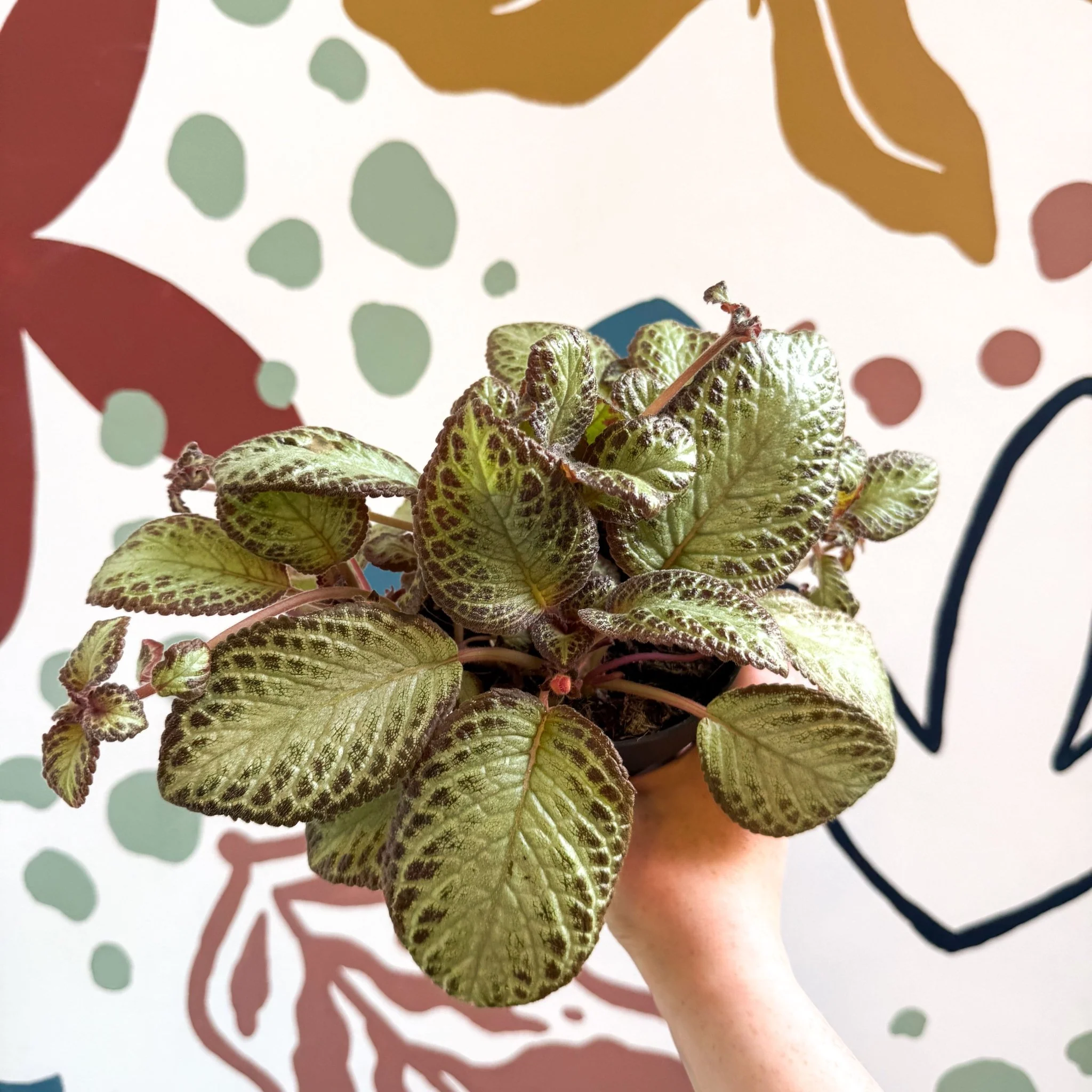 Episcia cupreata 'Harlequin' - Flame Violet - Image 3
