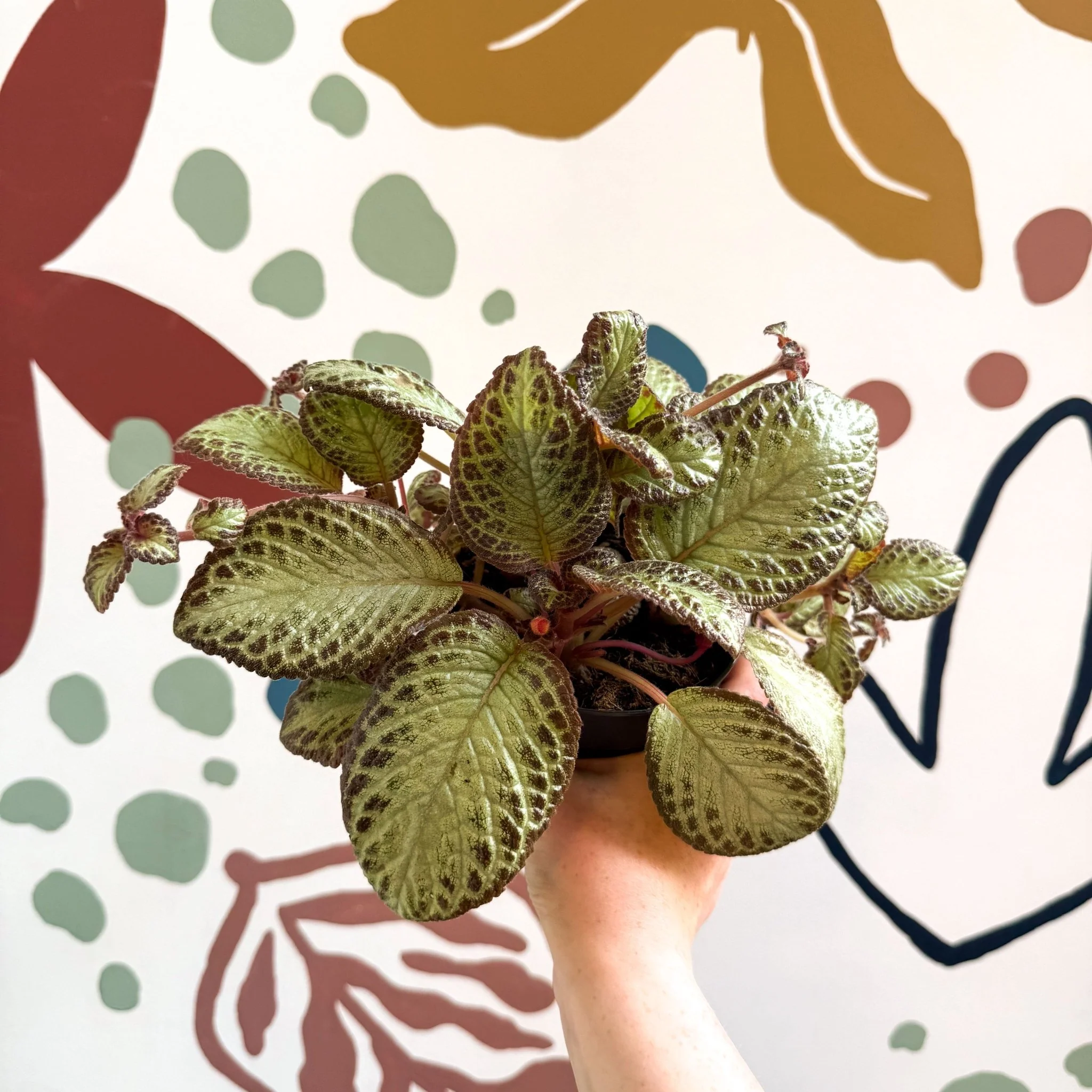 Episcia cupreata 'Harlequin' - Flame Violet - Image 4